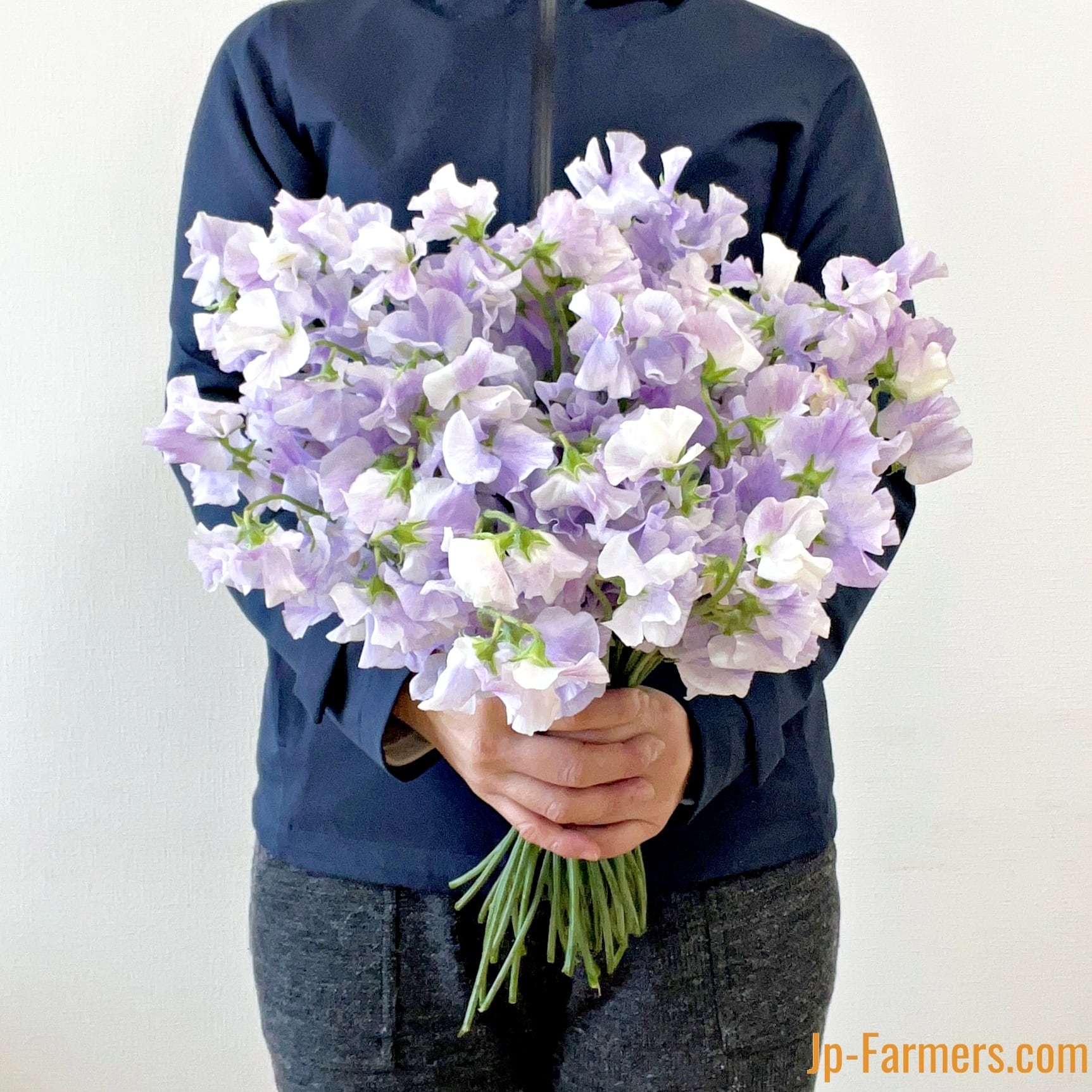 スイートピー 宮崎県オリジナル品種 藤かすみ 50本 | 新鮮お花問屋 Jp