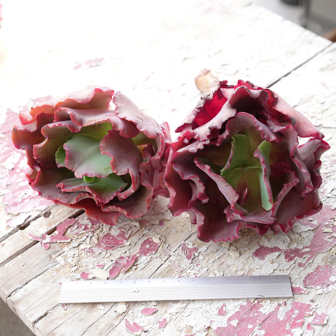 カット苗 ウエディングドレス 大株 Echeveria 'Petticoat'