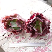 カット苗 ウエディングドレス 大株 Echeveria 'Petticoat'