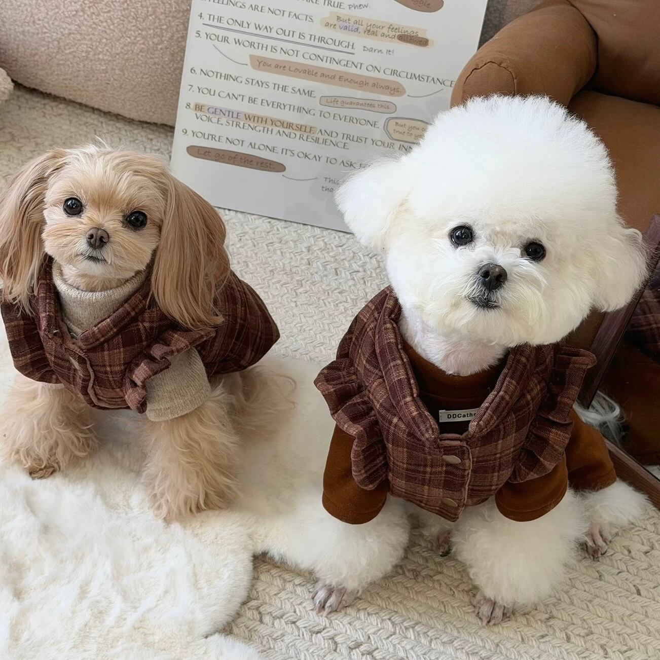 2025AW collection | haenim dog shop