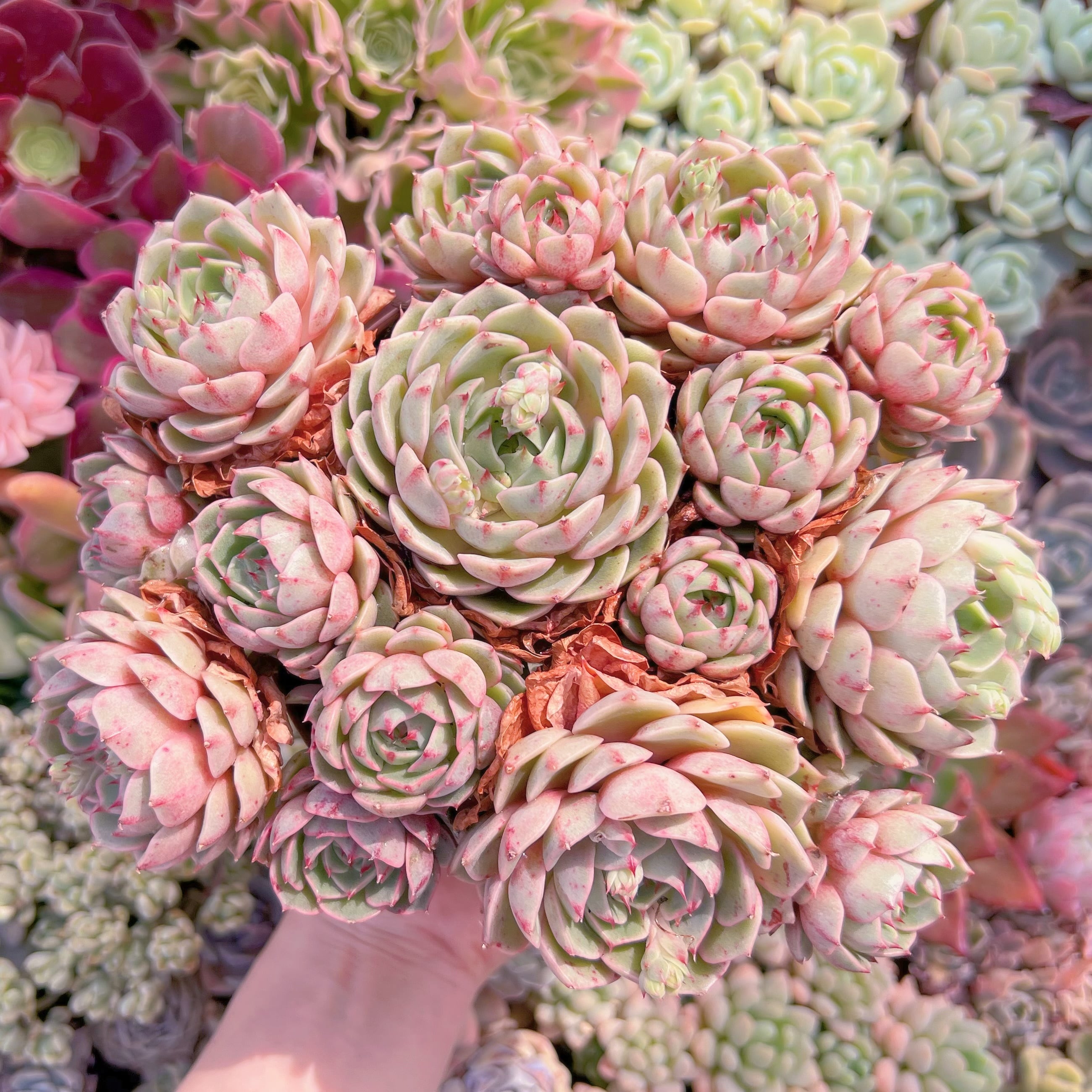 現品　ベンバディス#602　特特大群生　新入荷