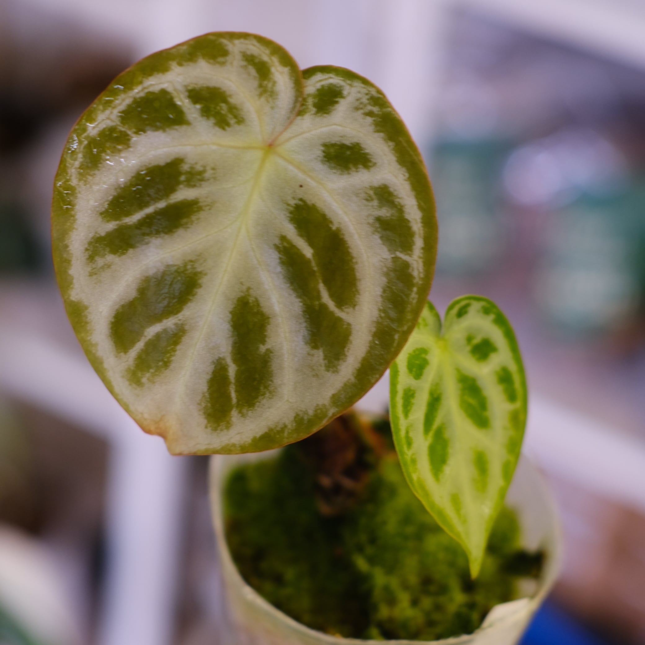 アンスリウム ドラヤキ × シルバーブラッシュ│Anthurium Dorayaki × A