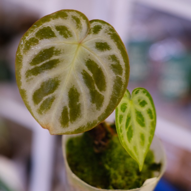 アンスリウム ドラヤキ × シルバーブラッシュ│Anthurium Dorayaki × A. Silver brush│観葉植物