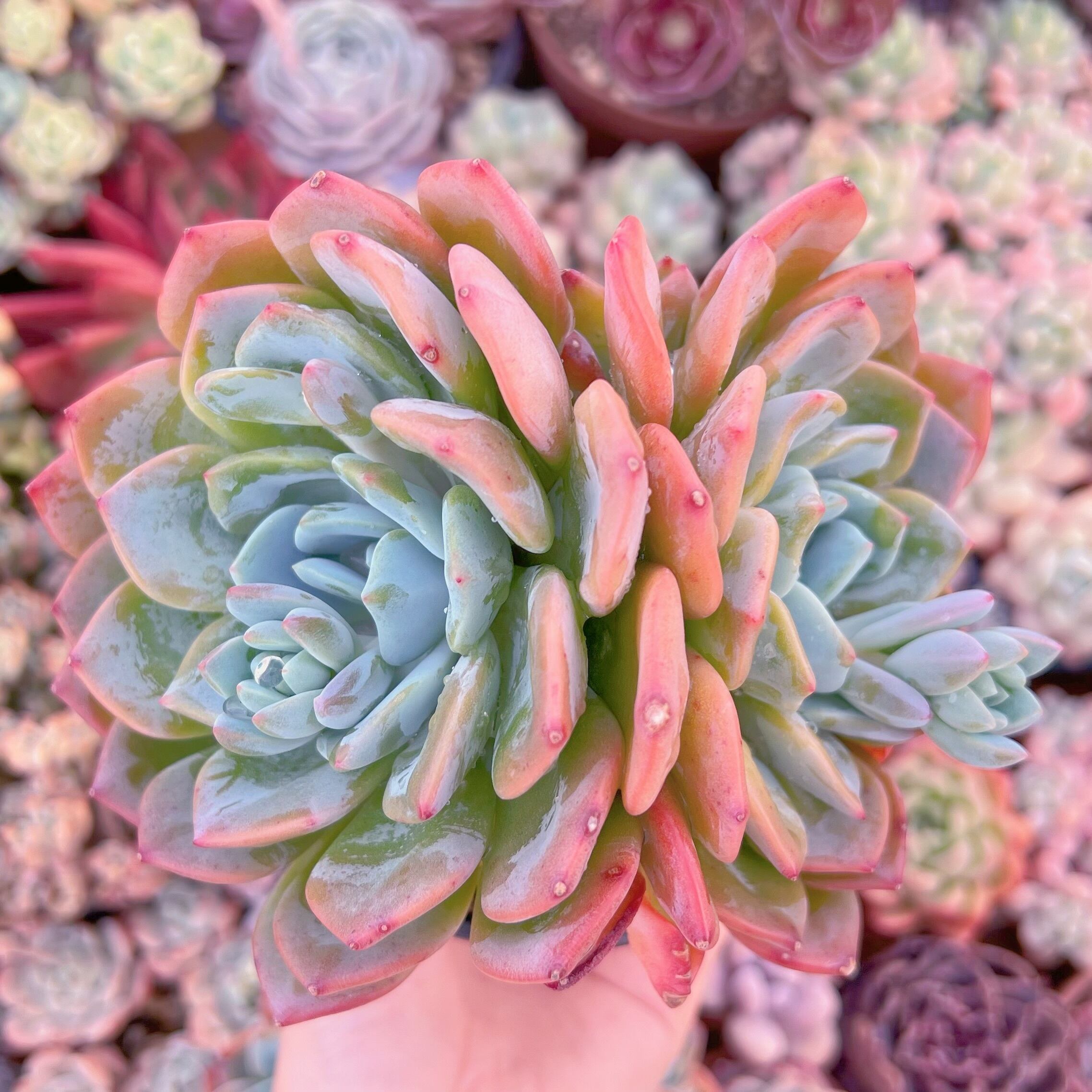 現品　ドリームアニー#334　大群生　るる農園