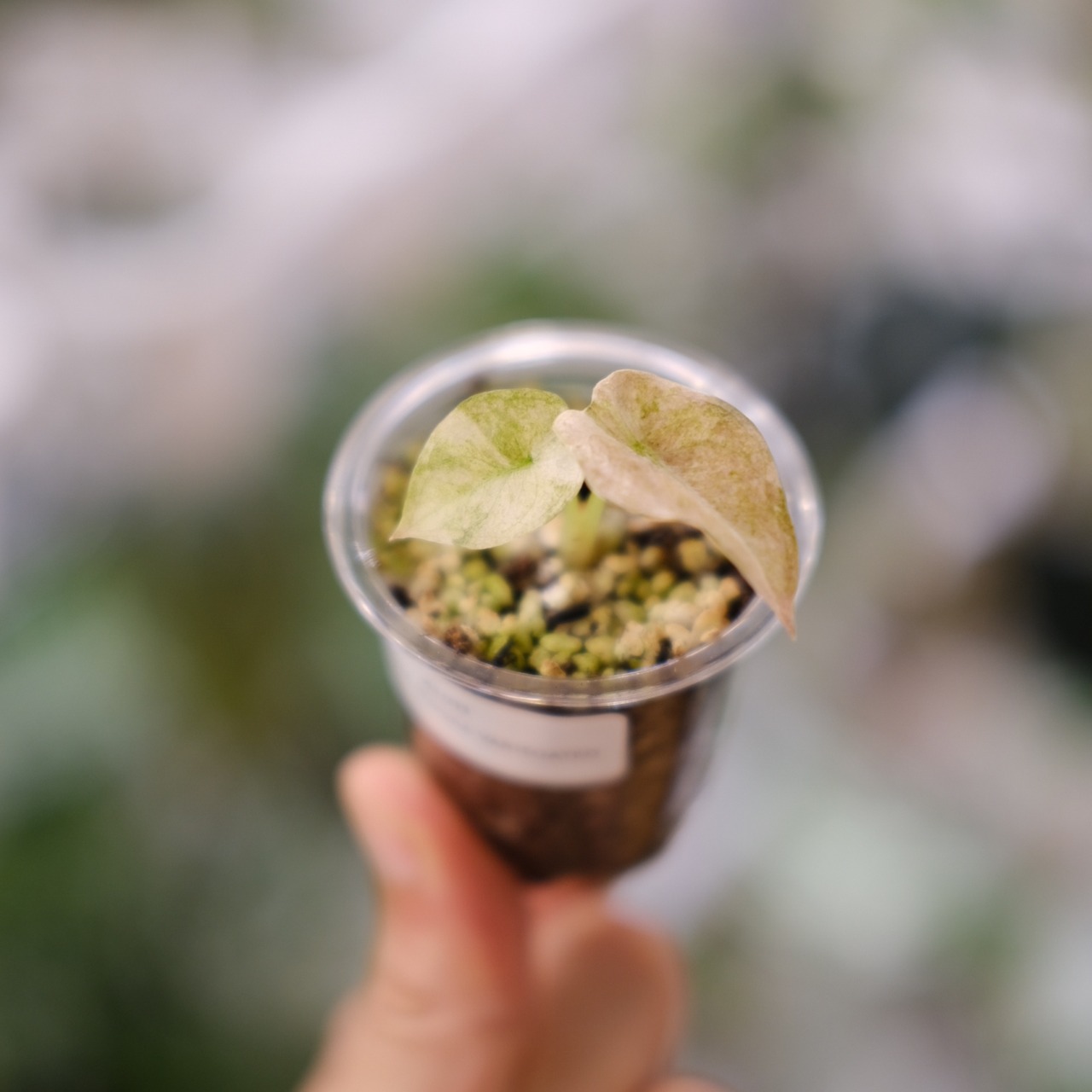 Alocasia cuprea varigated /アロカシア クプレア 斑入り