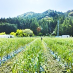 ［期間限定］生にんにく1kg（農薬・化学肥料・除草剤不使用）