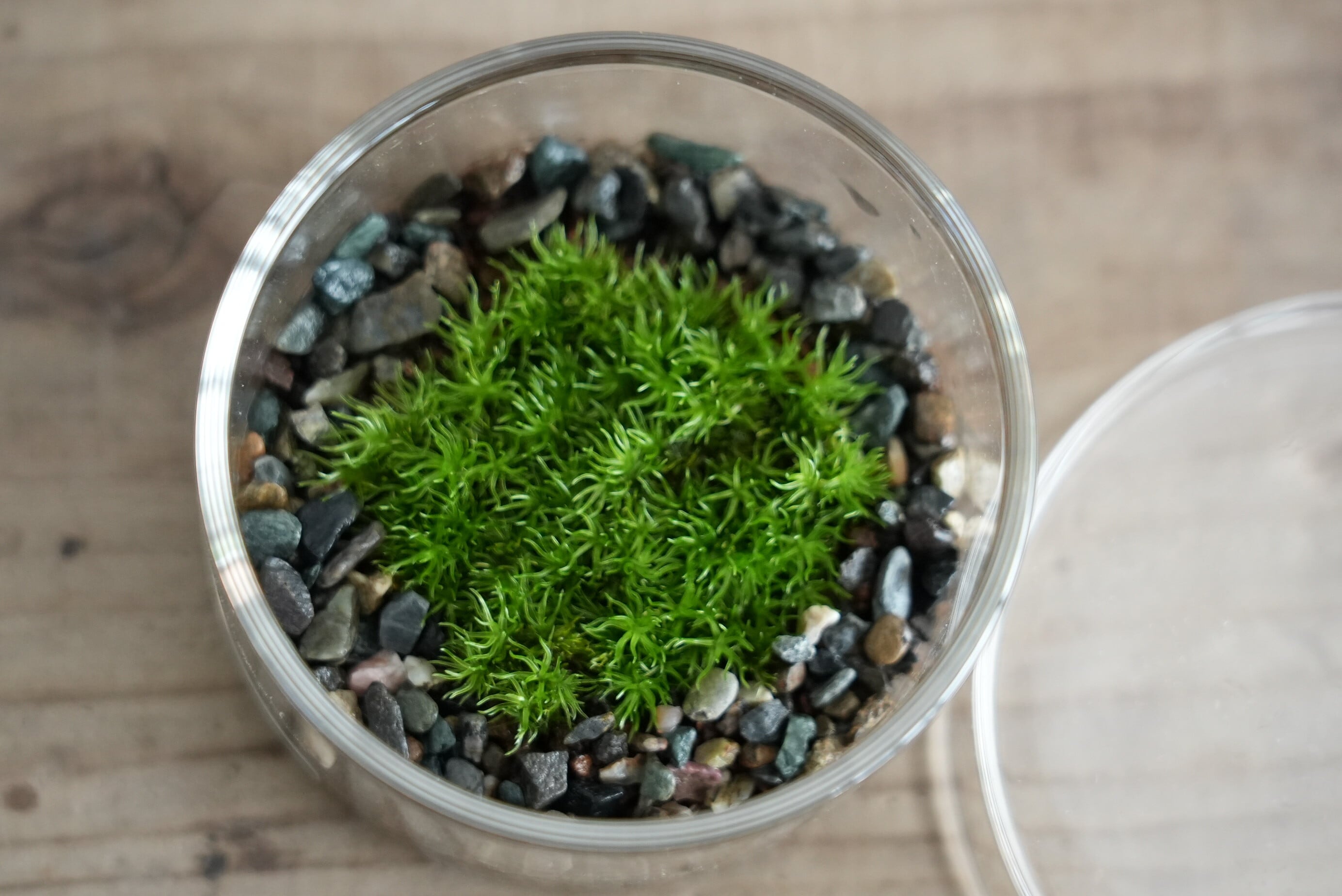 シャーレで育てる小さな苔の森−ホソバオキナゴケー ◇初めて