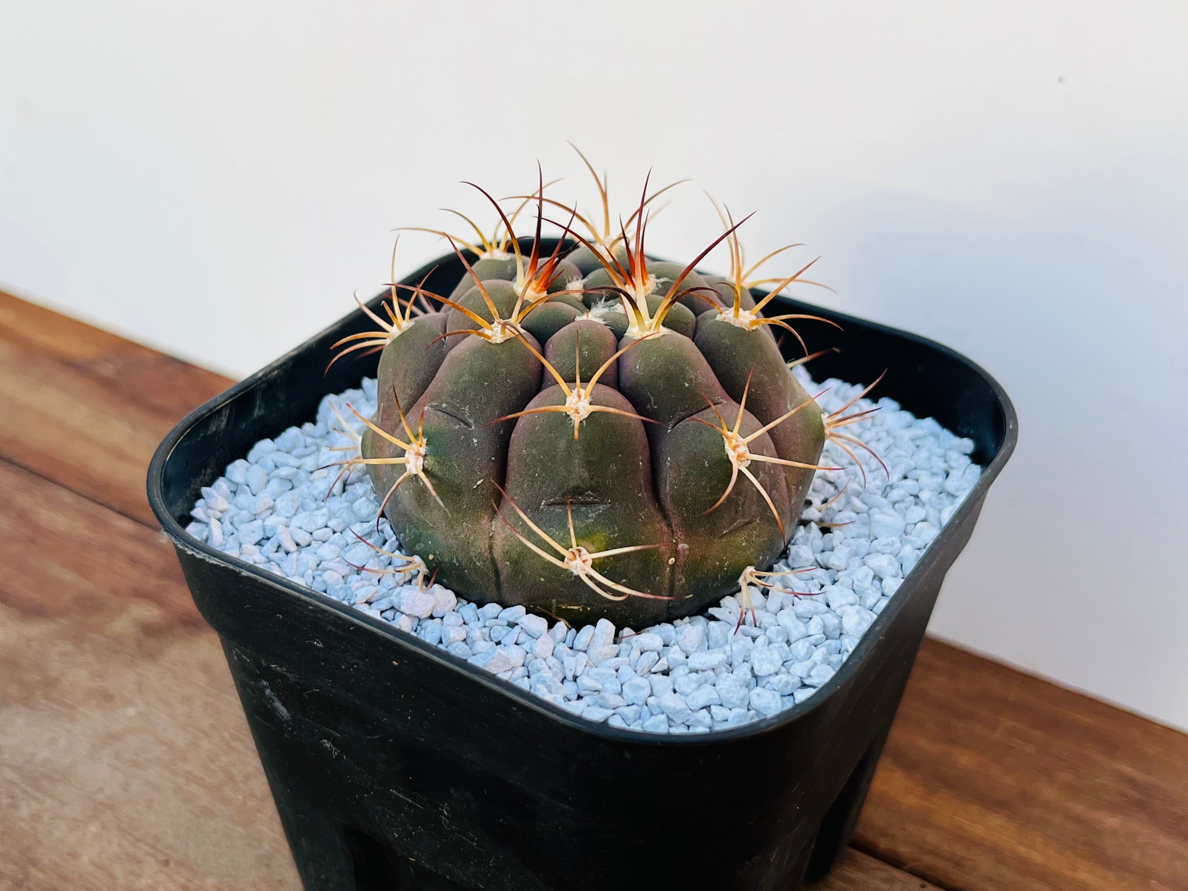 Gymnocalycium pflanzii v. albipulpa ギムノカリキュウム 尾形丸