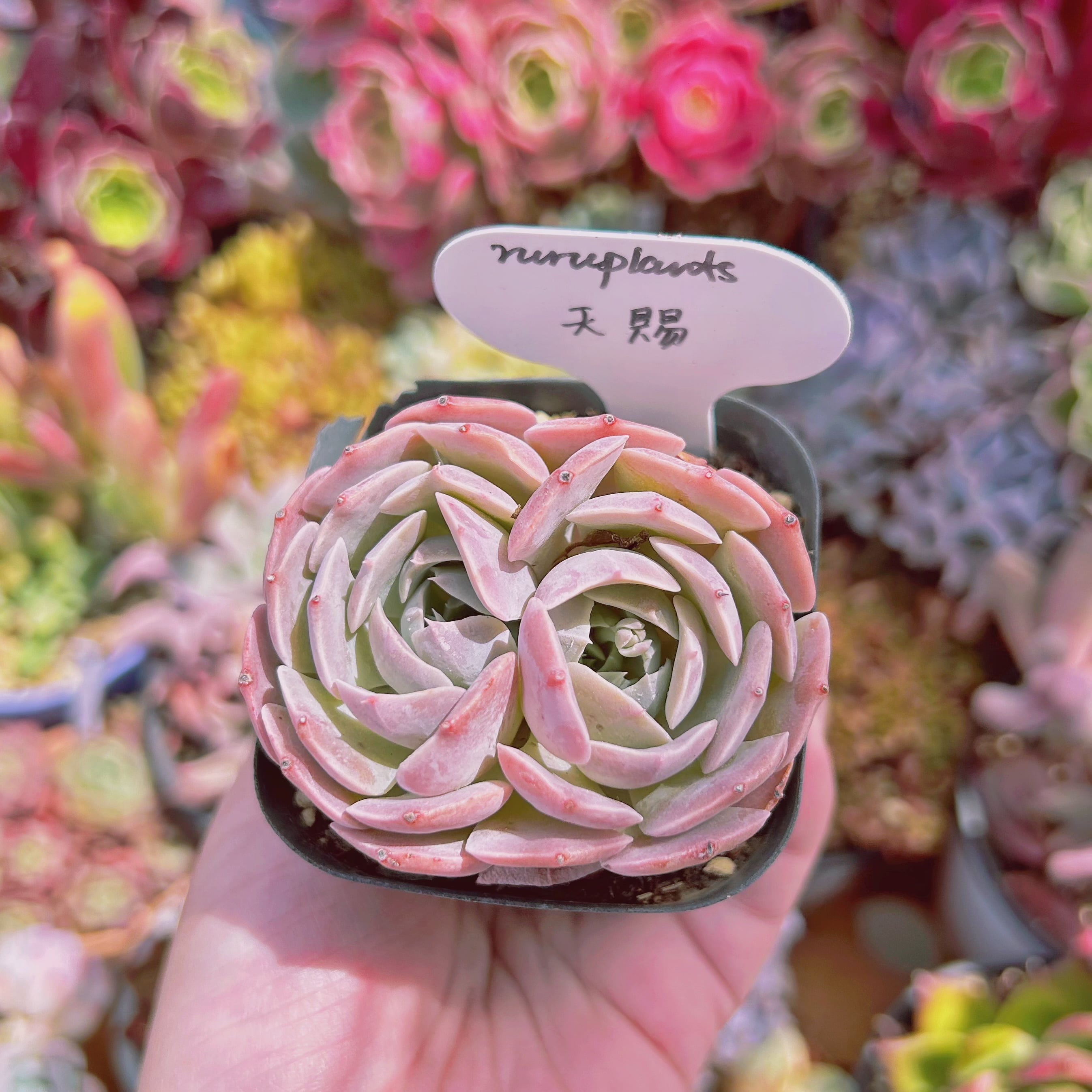 #555現物　多肉植物　天賜　抜き苗