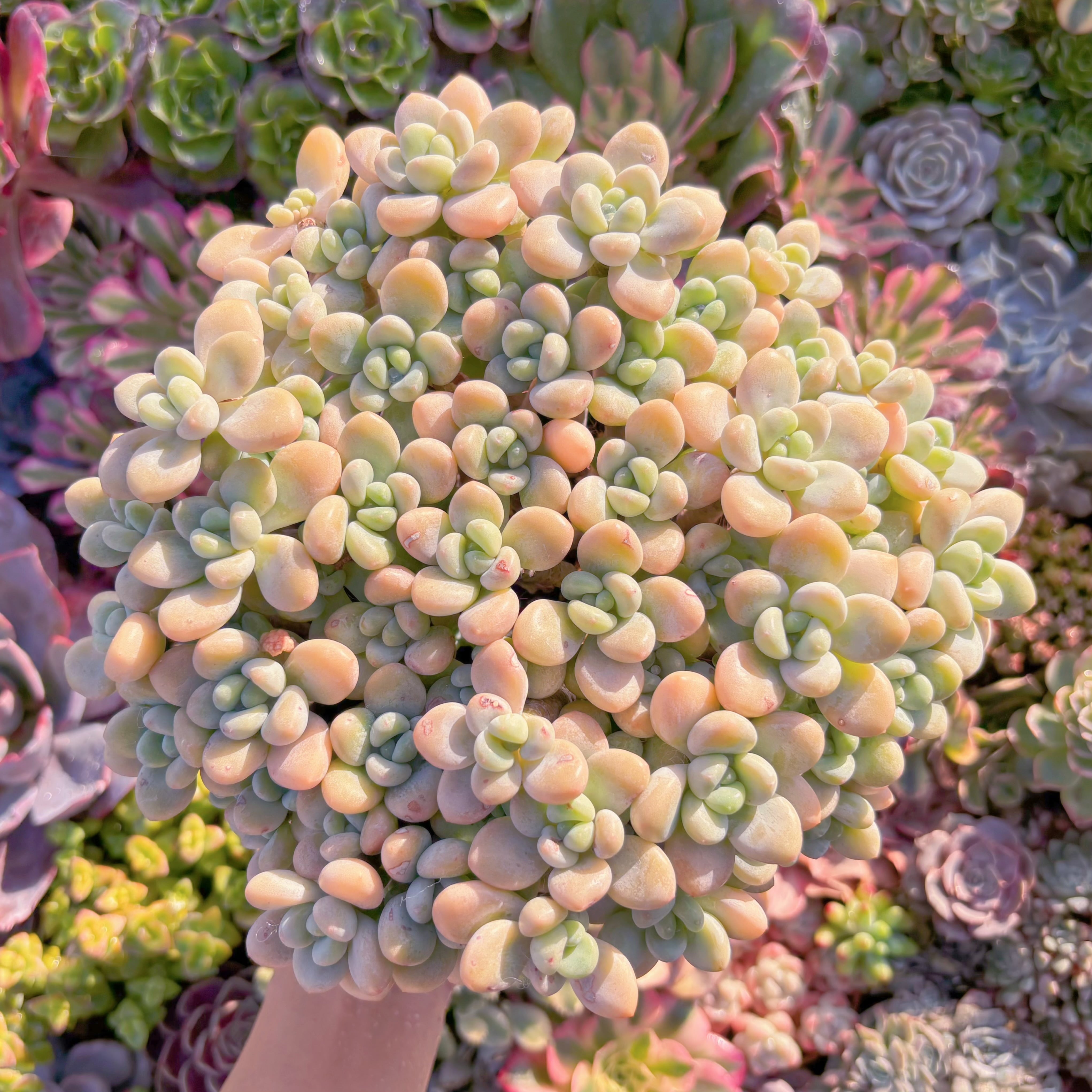 現品　マカロンxロココ#M272　極上株　るる農園