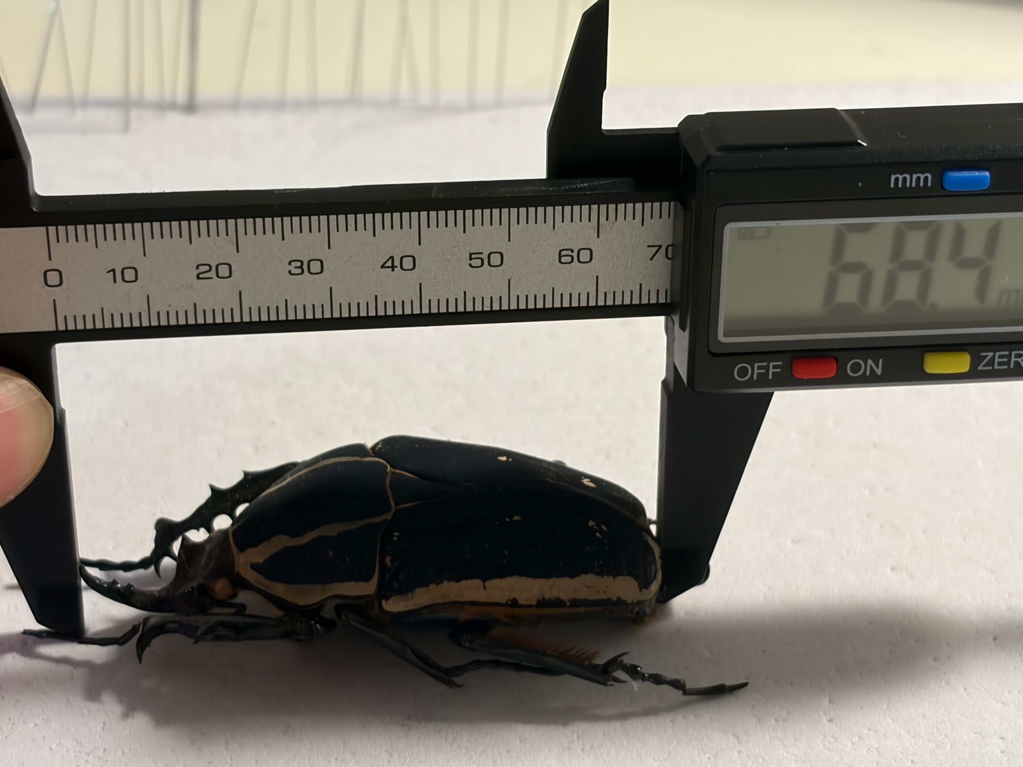 C品68mm】ウガンデンシスオオツノカナブン 昆虫標本カナブン クラッツ