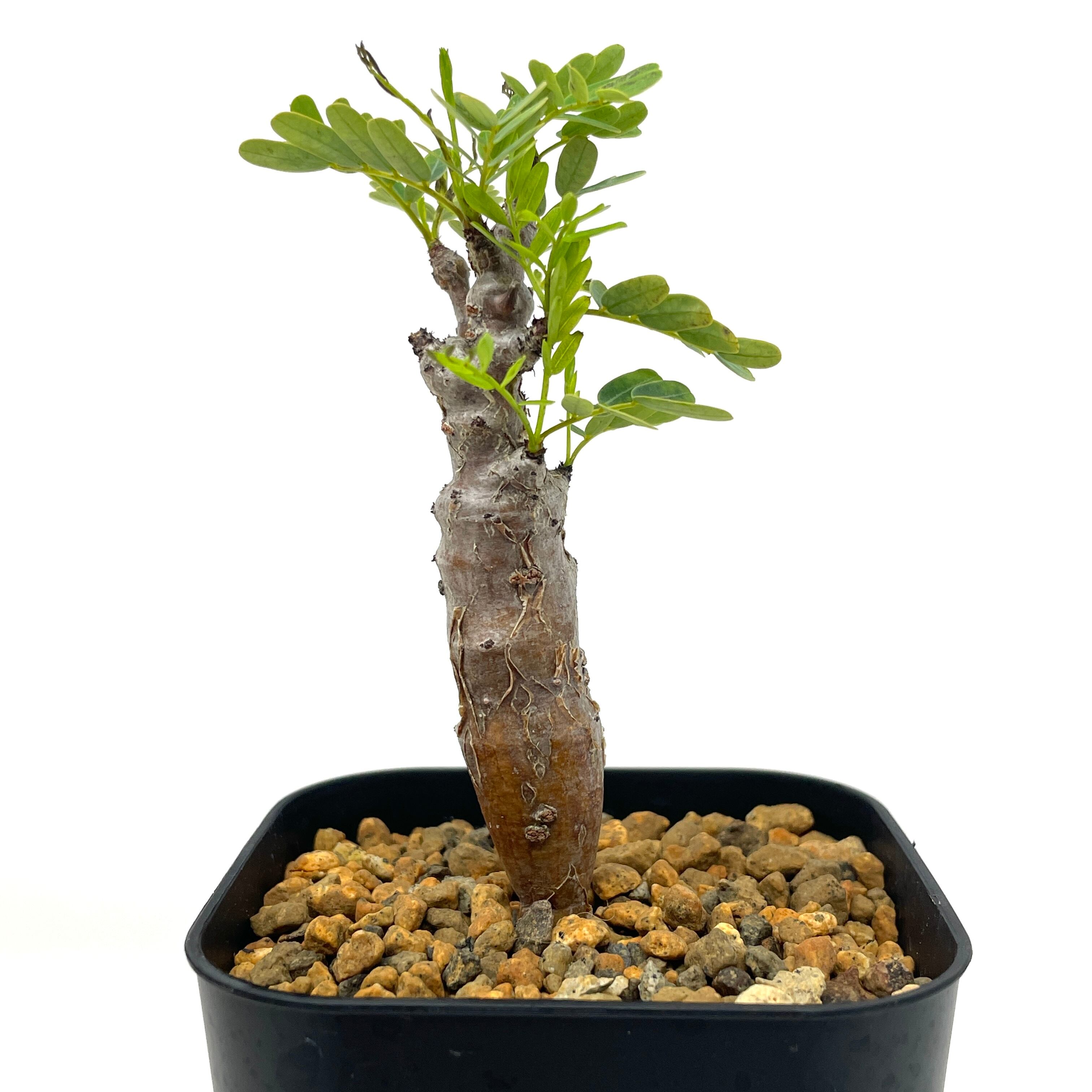 センナ メリディオナリス 鉢ごと発送