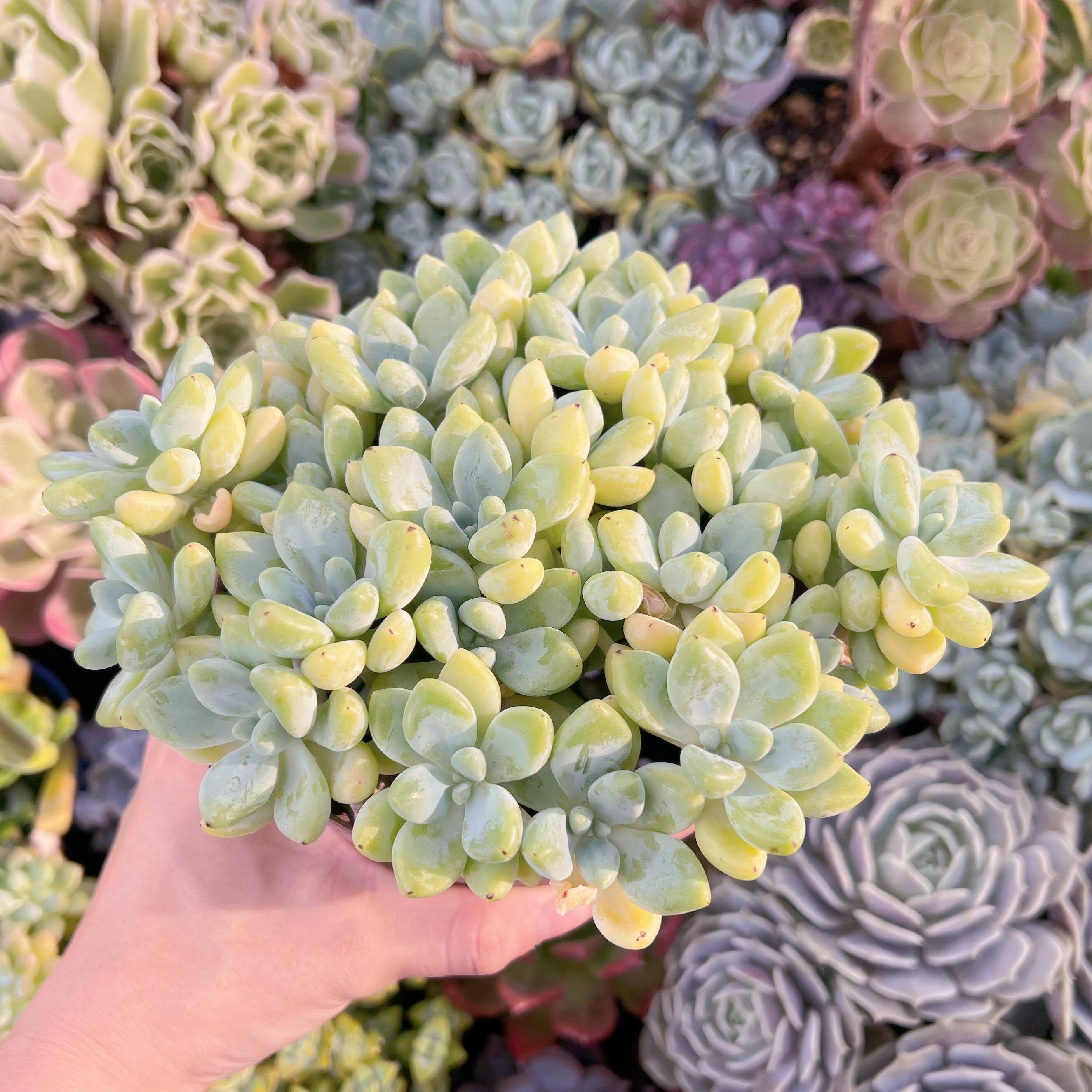 【激レア@2200】チーズタルト ＆ ホワイトケーキ(るる農園) 多肉植物【激レア】チーズタルト ＆ ホワイトケーキ(るる農園) チーズ