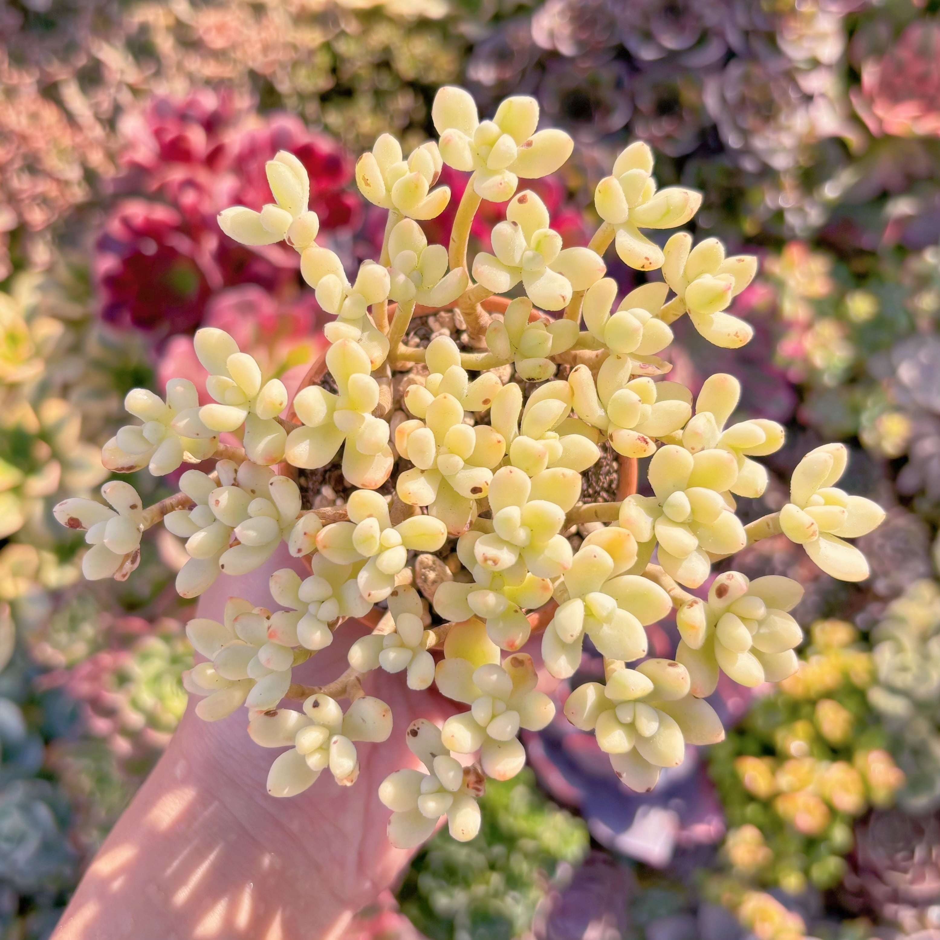 多肉植物　マイキーシュガー錦　新入荷　るる農園