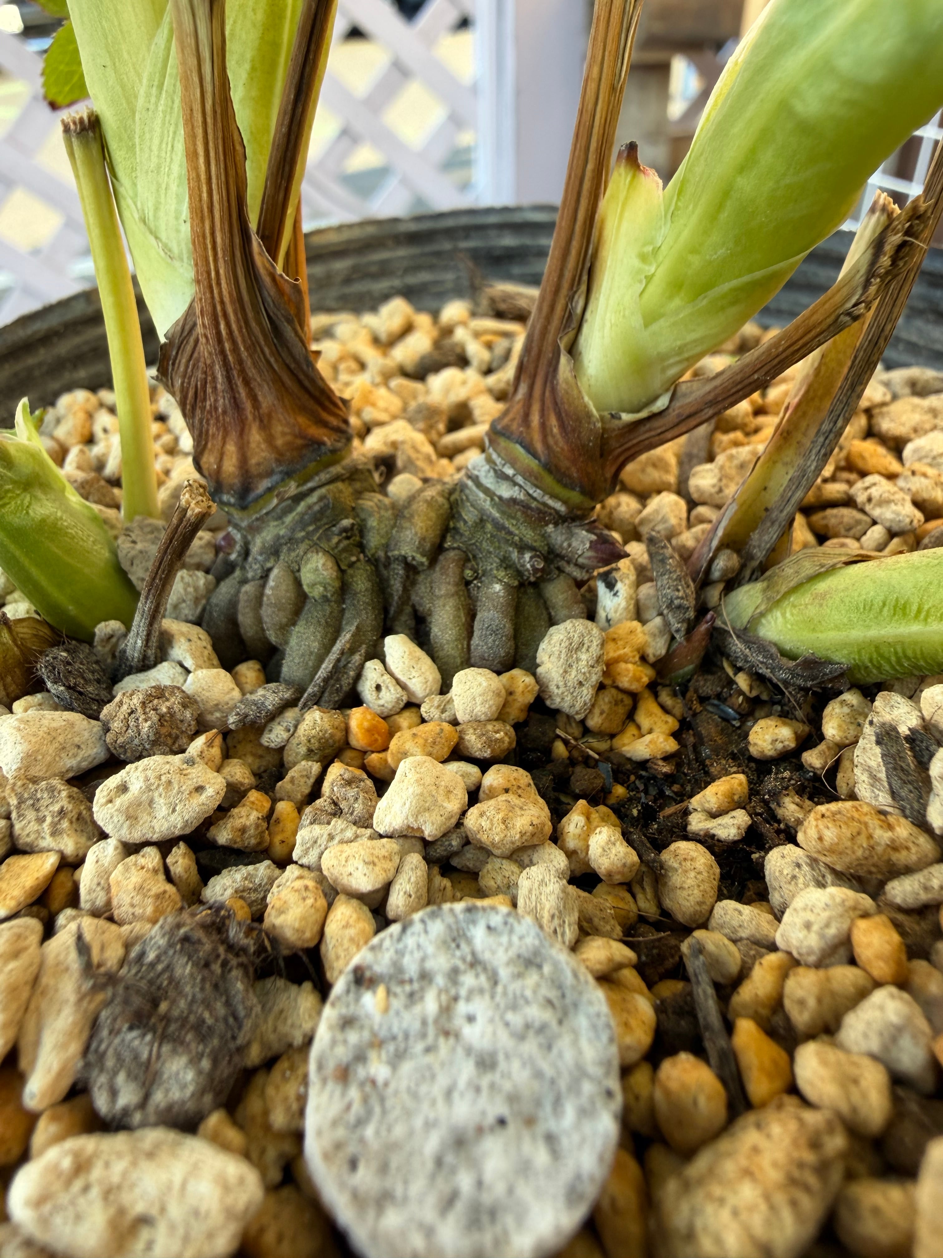 段咲き多弁グラデーション 加藤農園 クリスマスローズ【Ka97】送料無料