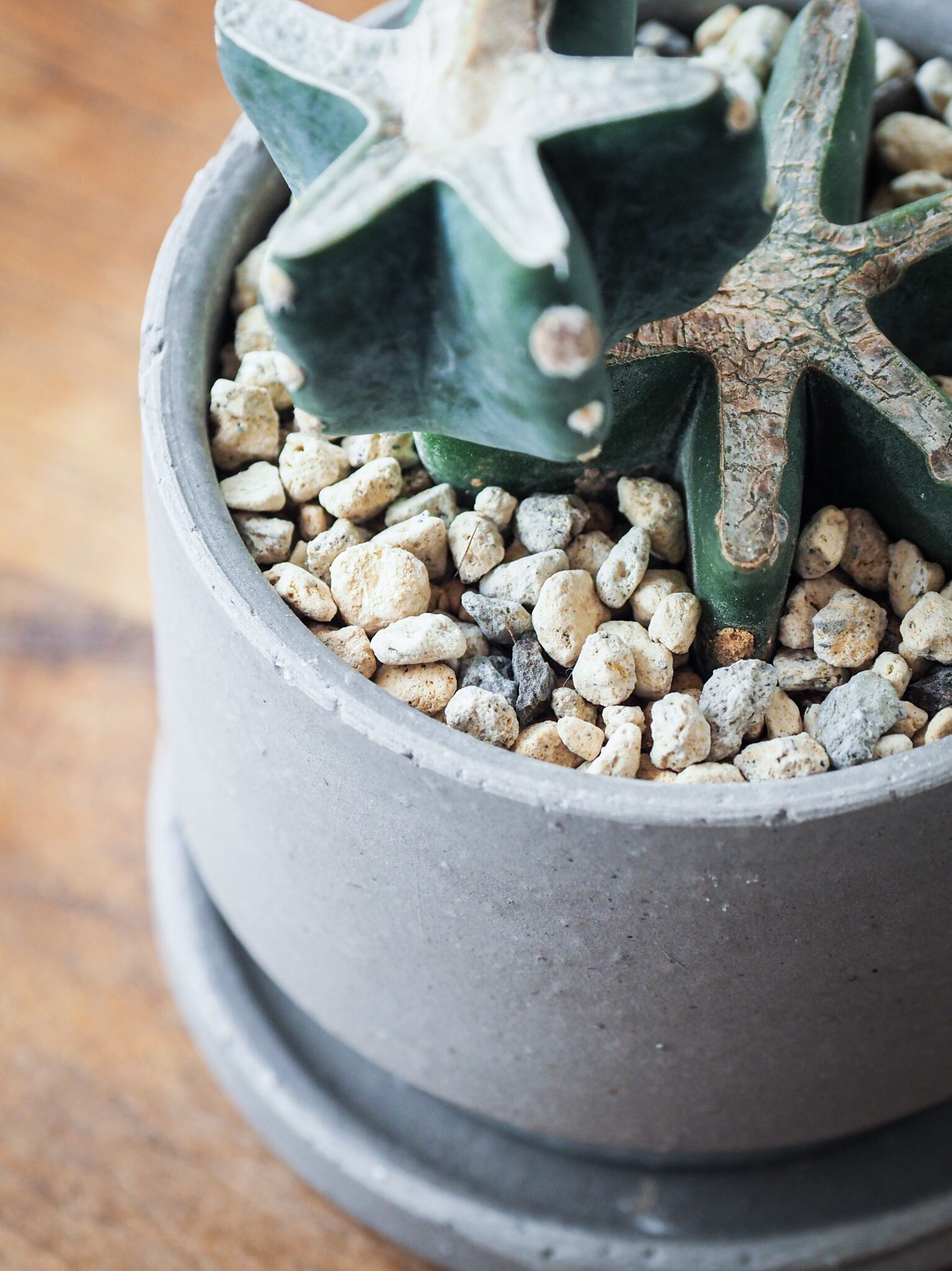 柱サボテン 鬼面角　ファイバー鉢　お皿付き 現品］33番 柱サボテン 鬼面角 ブランチ 大 8号 観葉植物 室内