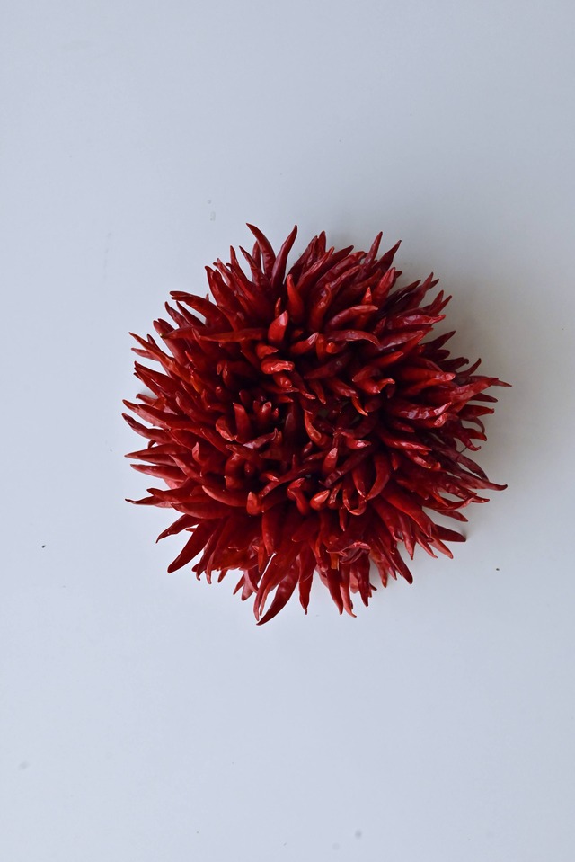 トウガラシのリース