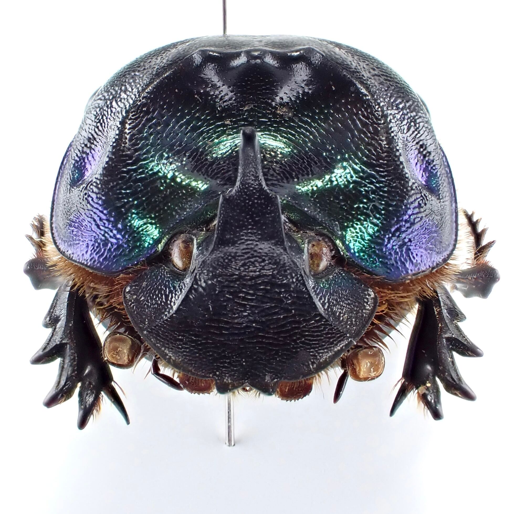 パラグアイ産 Coprophanaeus cyanescens ♂♀ 26mm/24mm | 昆虫標本