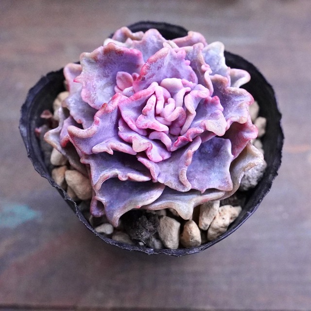 ※再入荷※　新品種【ジャヨン】韓国多肉　美苗　初登場