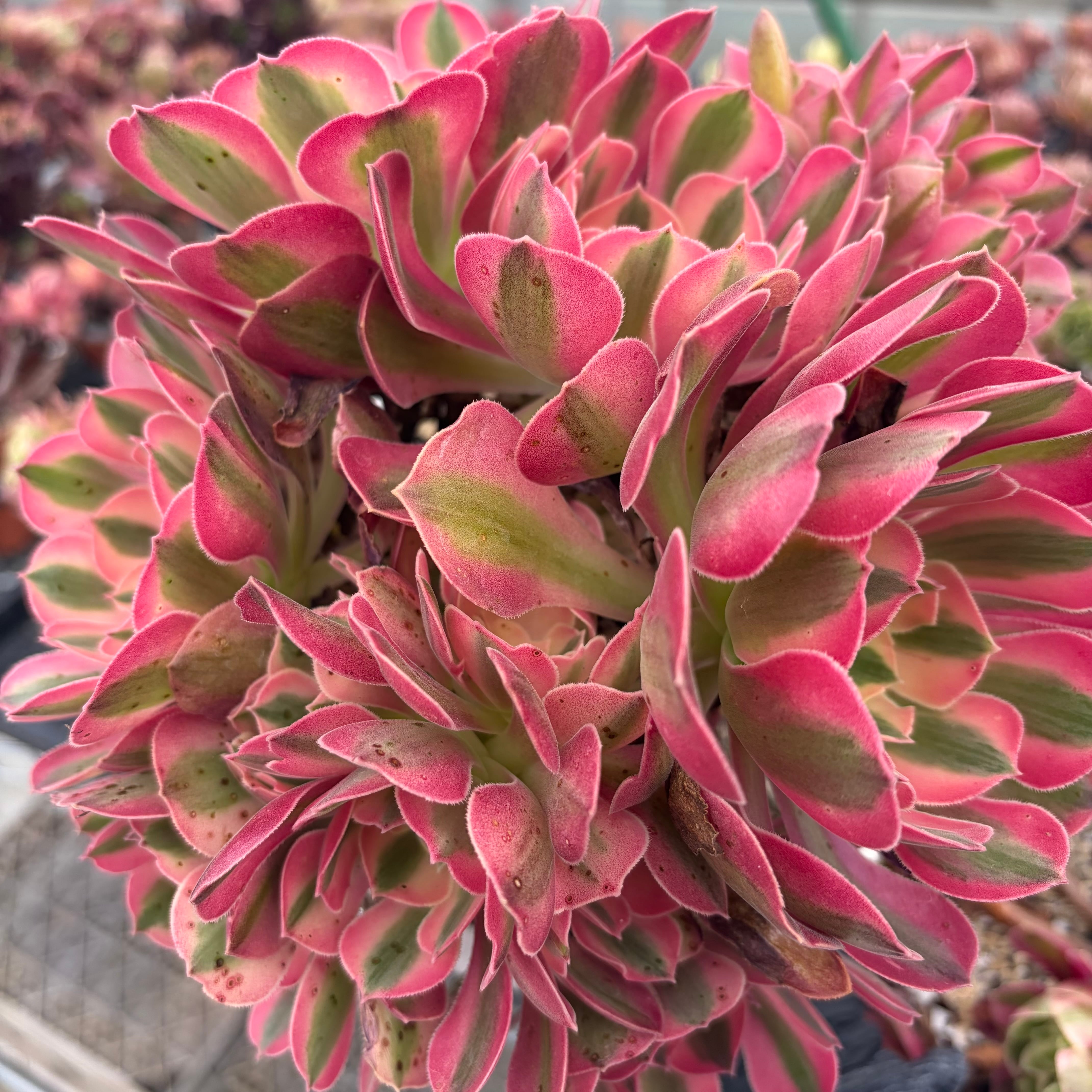 ピンクウィッチ 太幹 多頭 多肉植物 アエオニウム 美苗 #282 3 | PAY ID