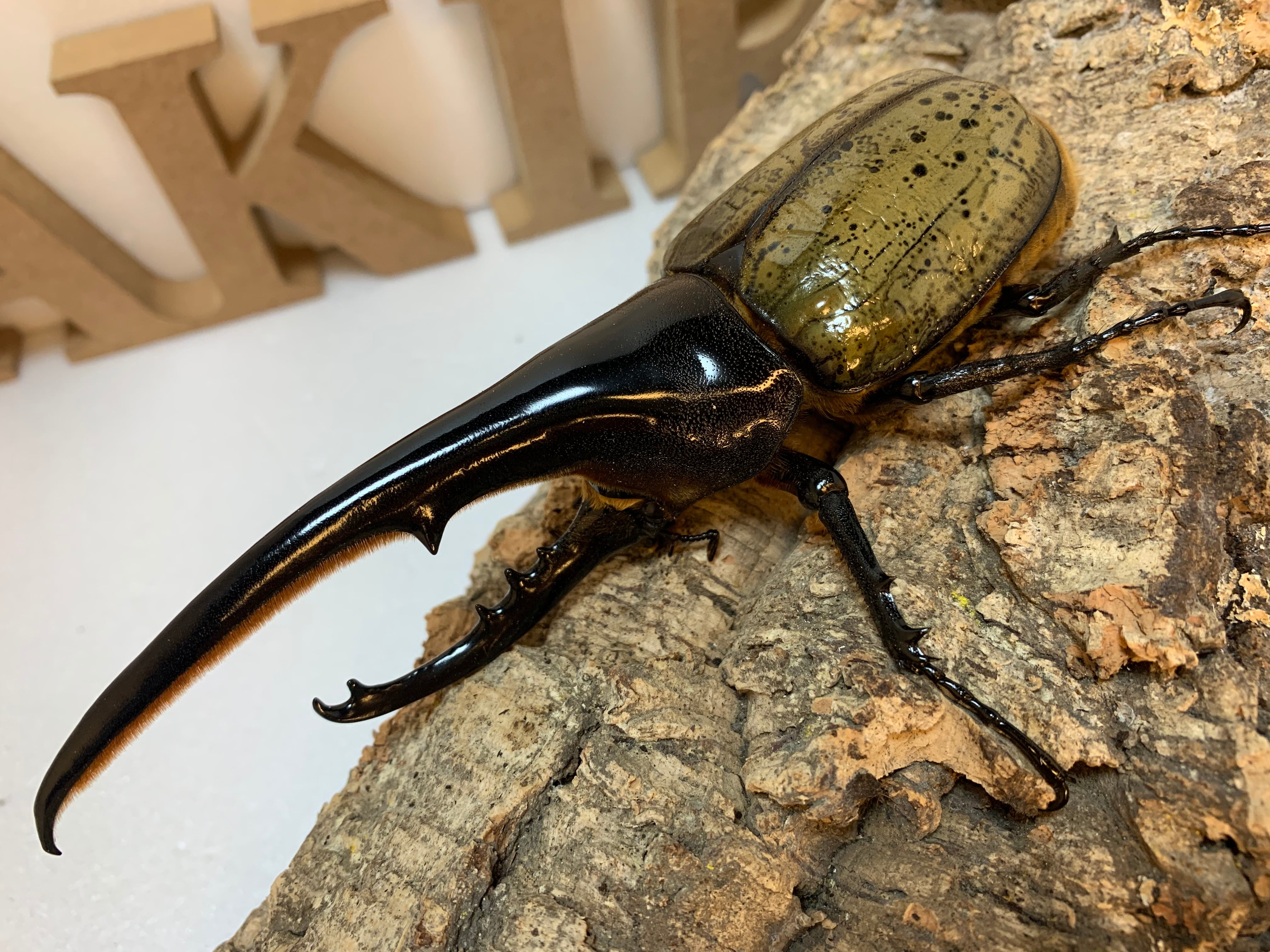 ヘラクレスオオカブト③  DHH♂  117mm DHヘラクレス 160.7mm | Hope Forest