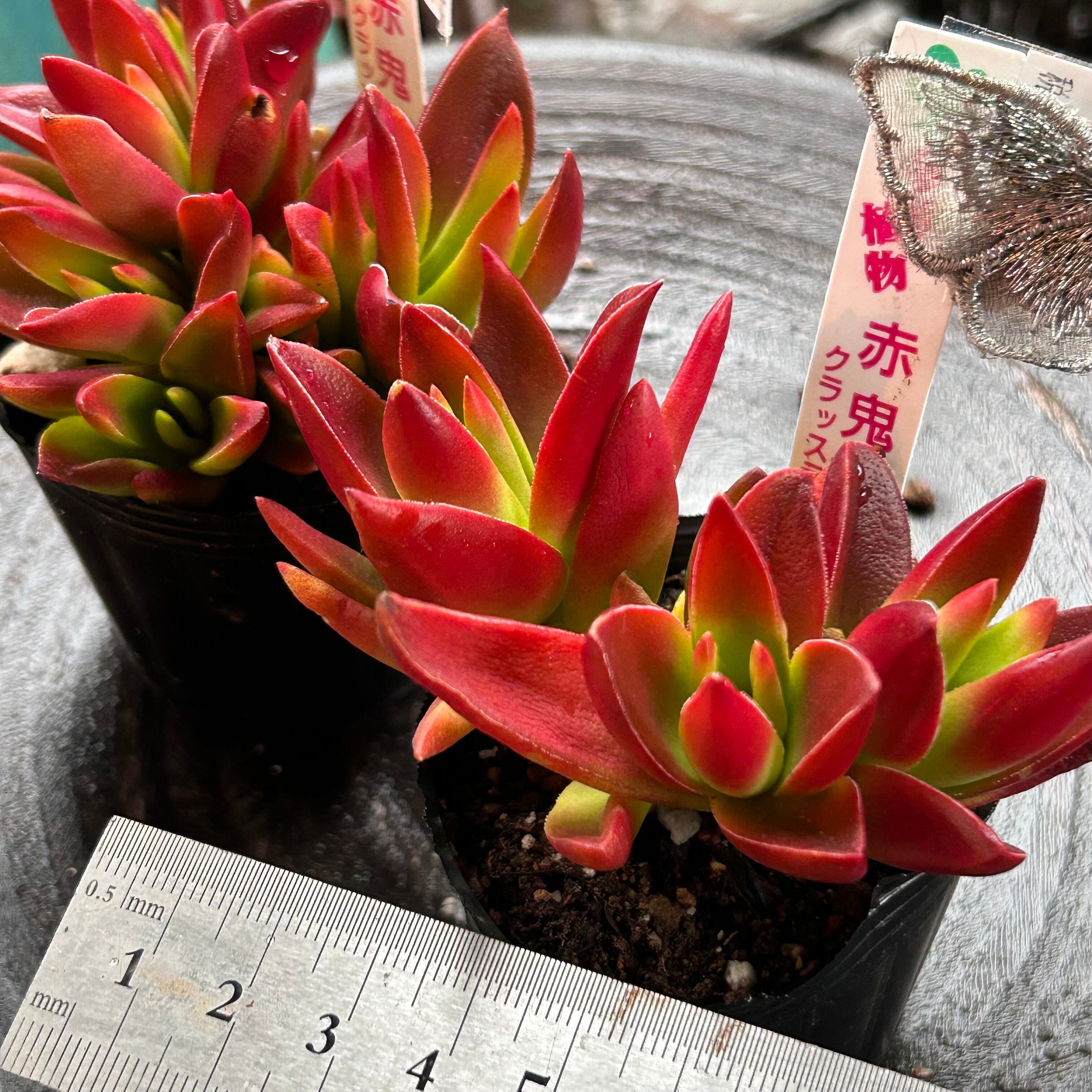 多肉植物　コノフィツム　赤鬼 人気レア品種！☆赤鬼 多肉植物 自家栽培 国産 多肉植物 美✴︎taniku