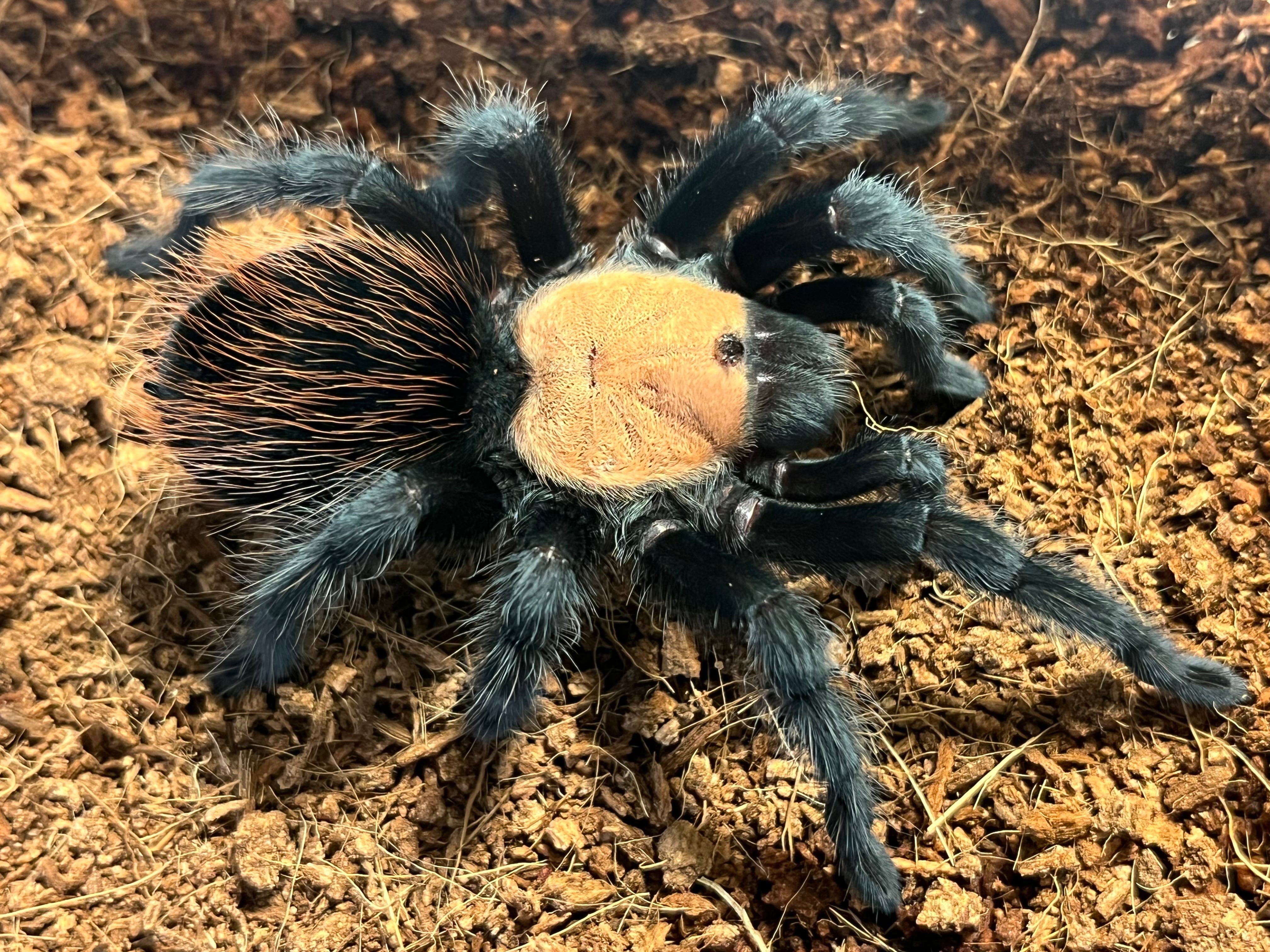 蠍標本】アフリカンブラックテールスコーピオン全長1cm程 タランチュラ