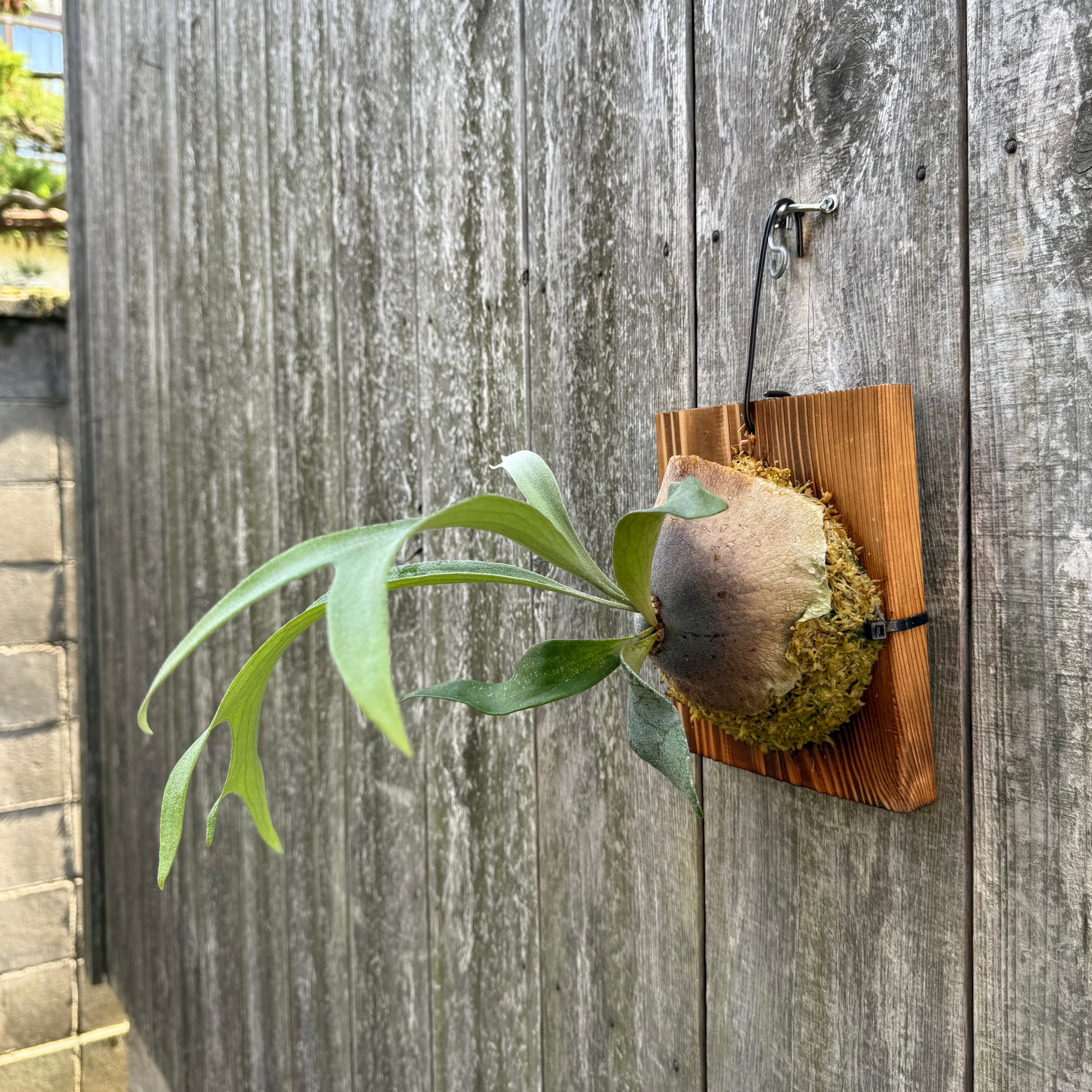 P.Kiyohime sporeling | naturefix