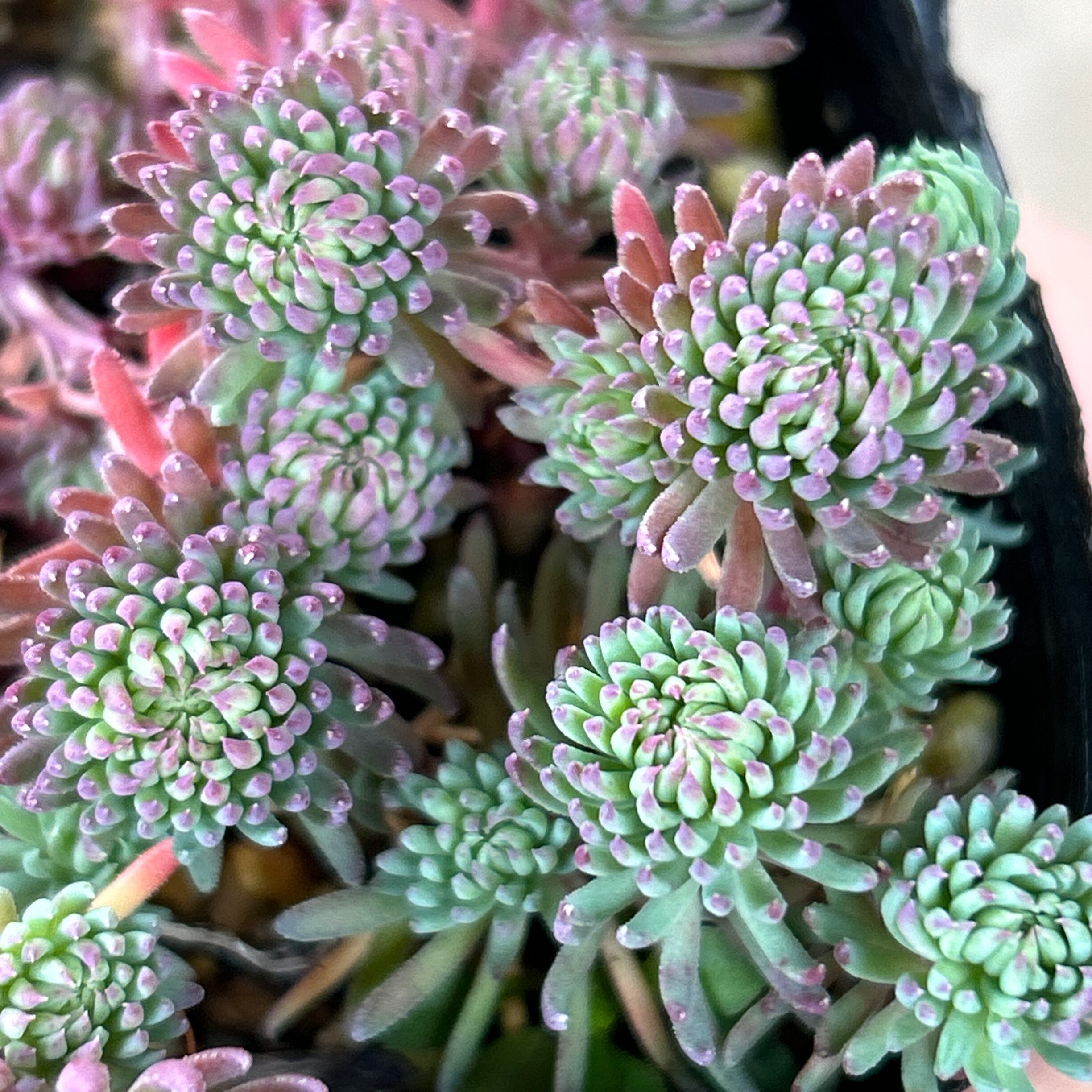 シルバースター セダム | RuPo 多肉植物専門店