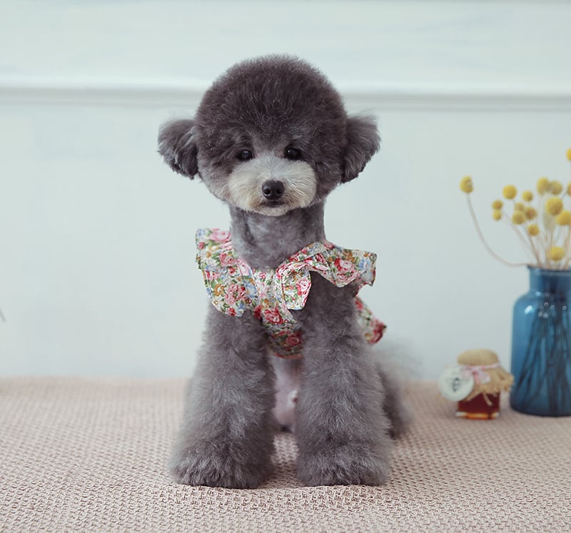 flower crop lace sleeveless S ~ XL 2color / 犬 服 クロップドトップス 犬の服 犬服 ショート丈 ペット洋服 ドッグウェア ペット用品 小型犬 中型犬 春夏 新作 お揃い 花柄 b55