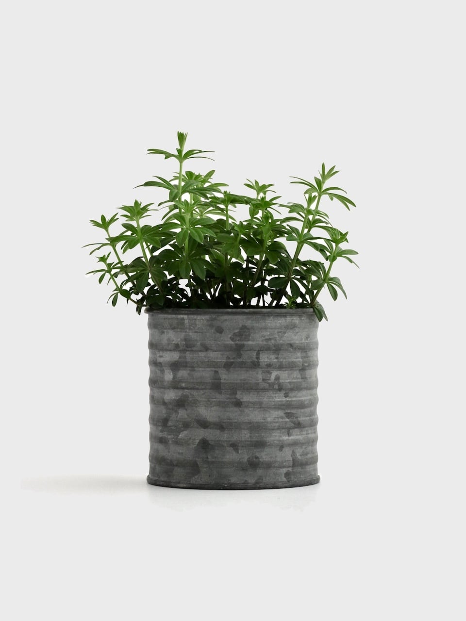 ブリキ コイルポット M|Tinplate Coil Pot Medium