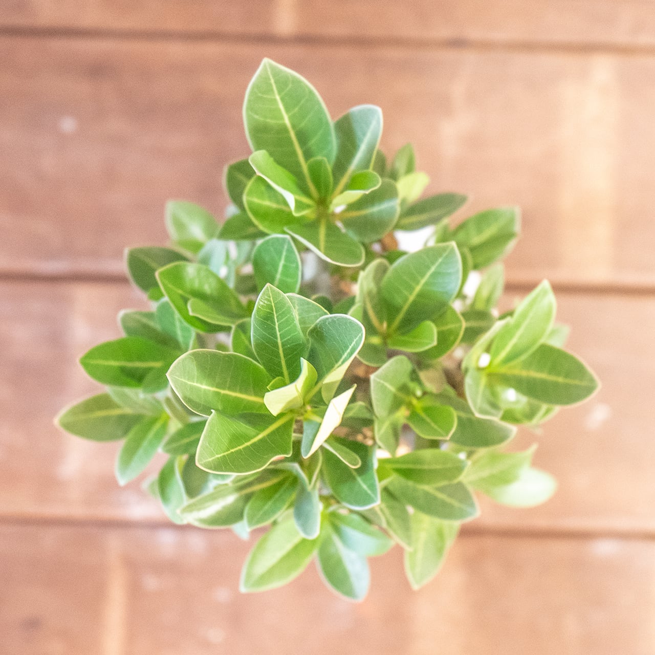 寸胴で愛らしい幹とボリュームある葉が調和する一点物【手作りモルタル鉢】