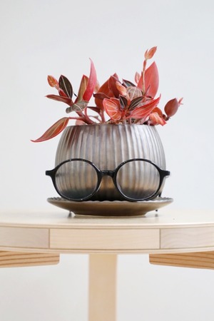 【S】ホンコンシュスラン/Ludisia discolor