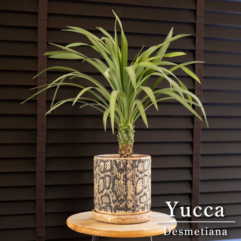 ユッカロストラータ幹立ち10号鉢前後