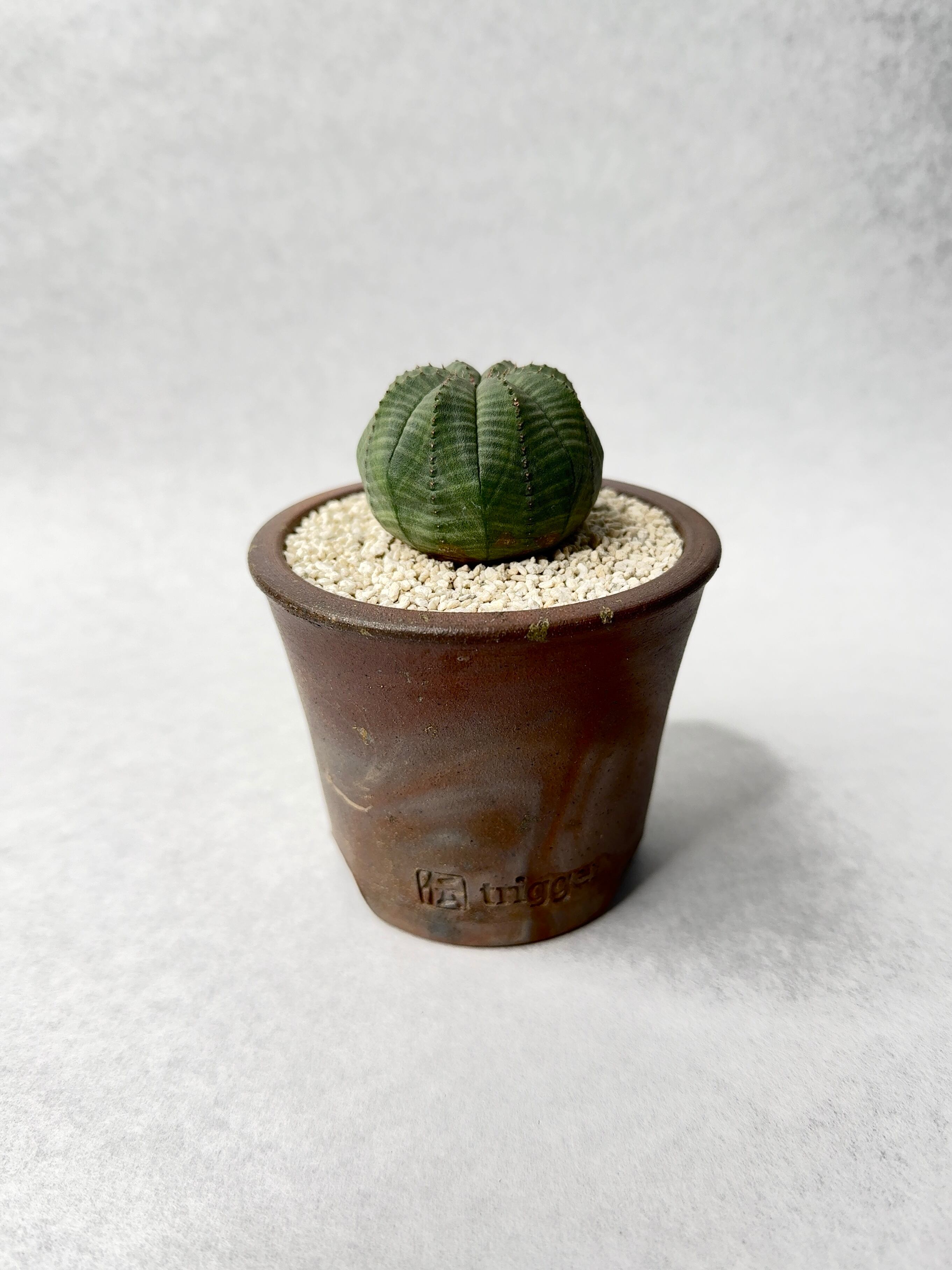 なお　【ユーフォルビア・オベサ × 作家鉢 セット】　木質化 なお 【ユーフォルビア・オベサ × 作家鉢 セット】 木質化 なお