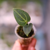 Anthurium Carlablackiae / アンスリウム カーラブラッキー⑭│観葉植物