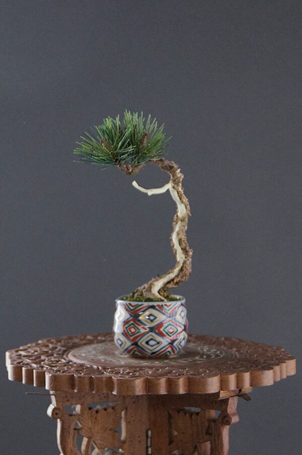 盆栽 松 Pinetree Bonsai #68 | Oh! BONSAI