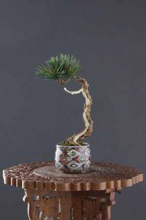 盆栽 松 Pinetree Bonsai #68