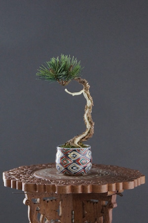 盆栽 松 Pinetree Bonsai #68