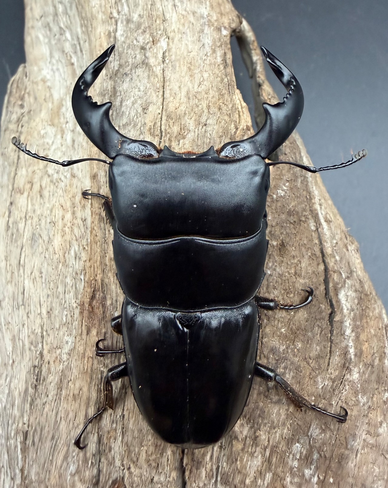 【WD】《ダイオウヒラタ イジェン産 74mm ペア》