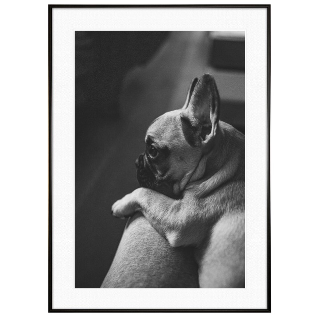 動物写真 犬 フレンチブルドッグ インテリア モノクロアートポスター額装 AS1229