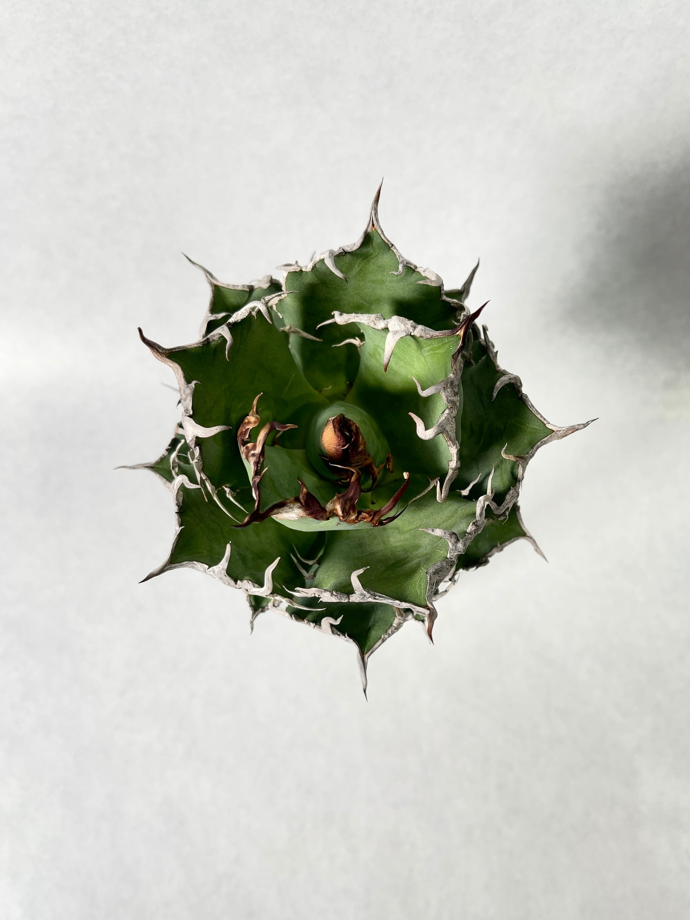 アガベ　シーザー　親株　NO,6 アガベ シーザー 親株 ✨【限定販売】✨ 佐賀のアガベ愛好家・T氏が丹精