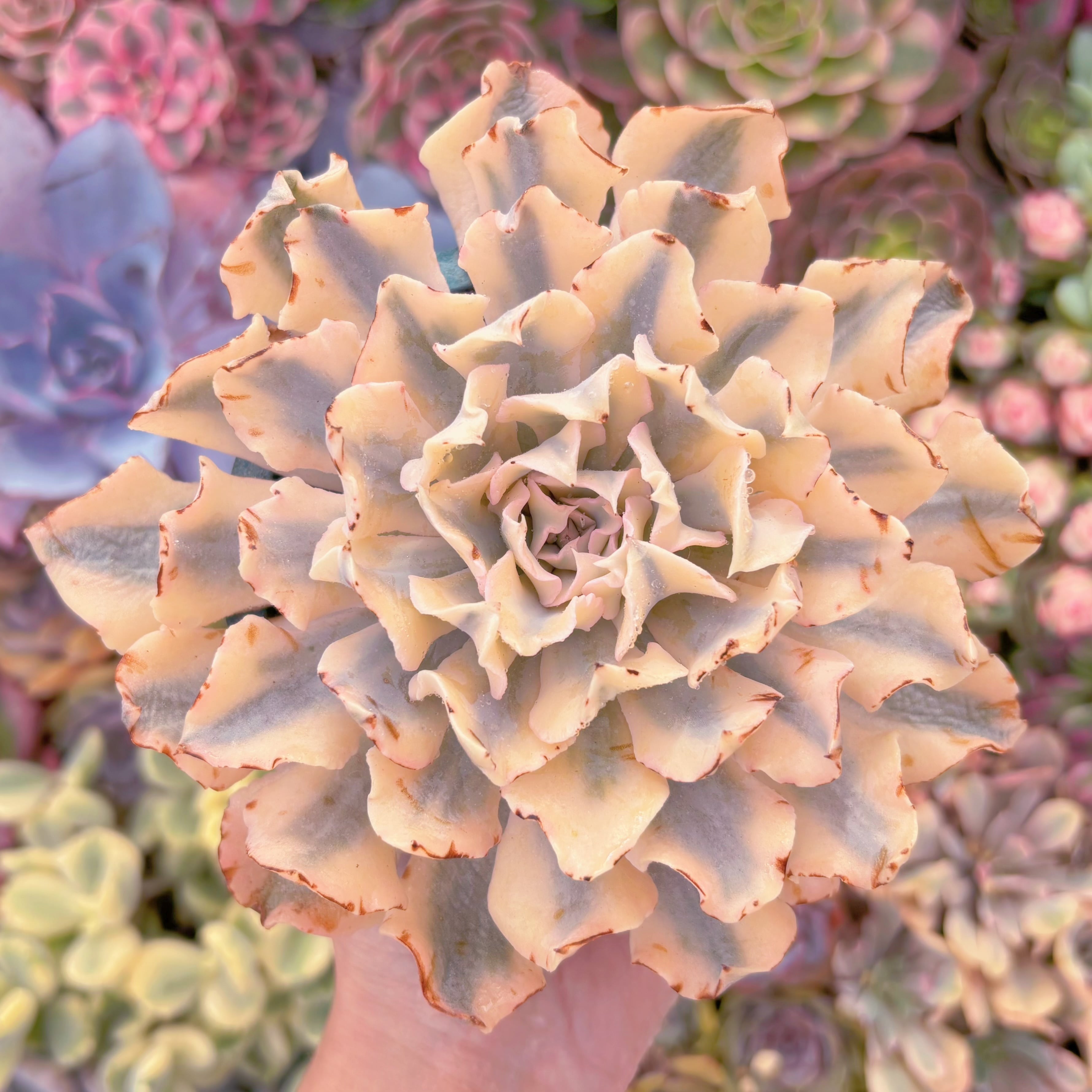 現品　シャフラン錦#A095　在庫僅少　るる農園