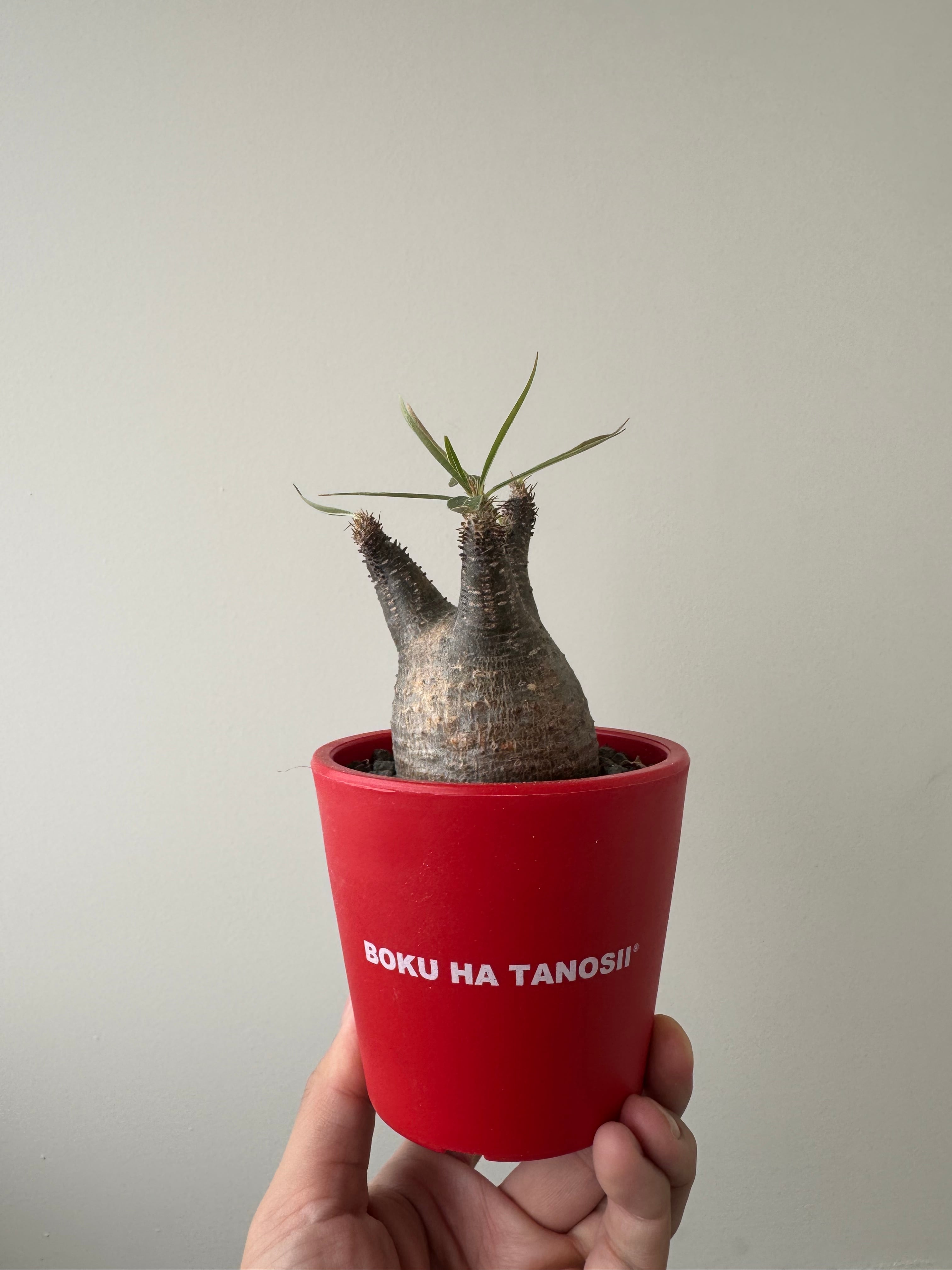 【新着】Pachypodium Gracilius × ボクタノ鉢 【現地球】パキポディウム グラキリス 象牙宮