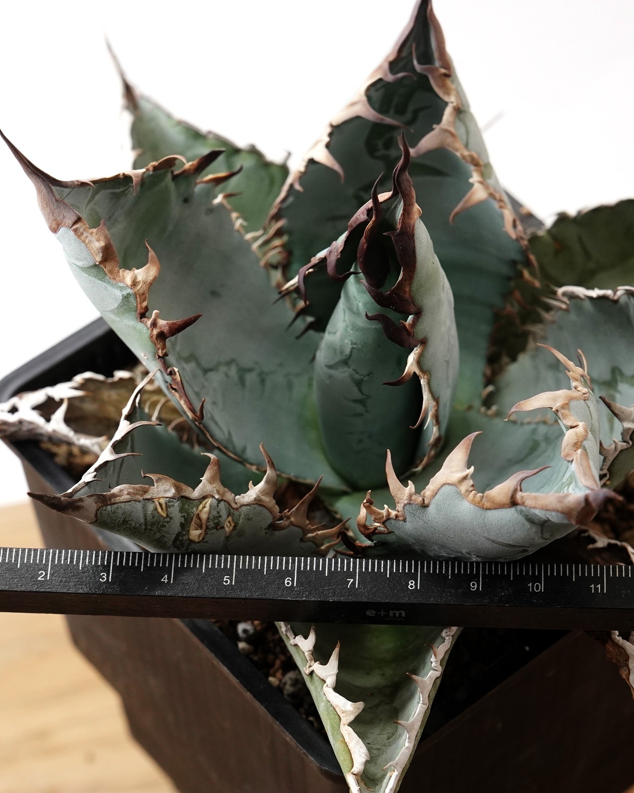 【PREMIUM】 抜き苗 ライオンズメーン Agave titanota 'Lion's Mane'