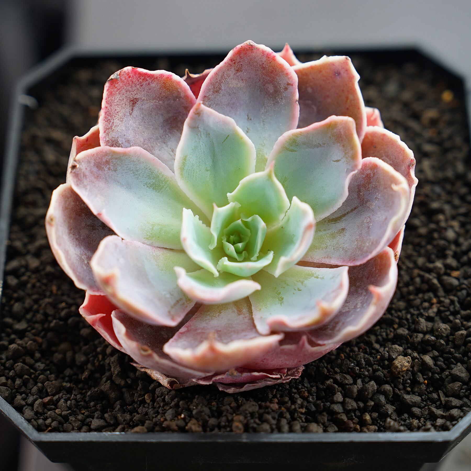 ディックライトエケベリア多肉植物カット苗希少 ディックライトエケベリア多肉植物カット苗希少