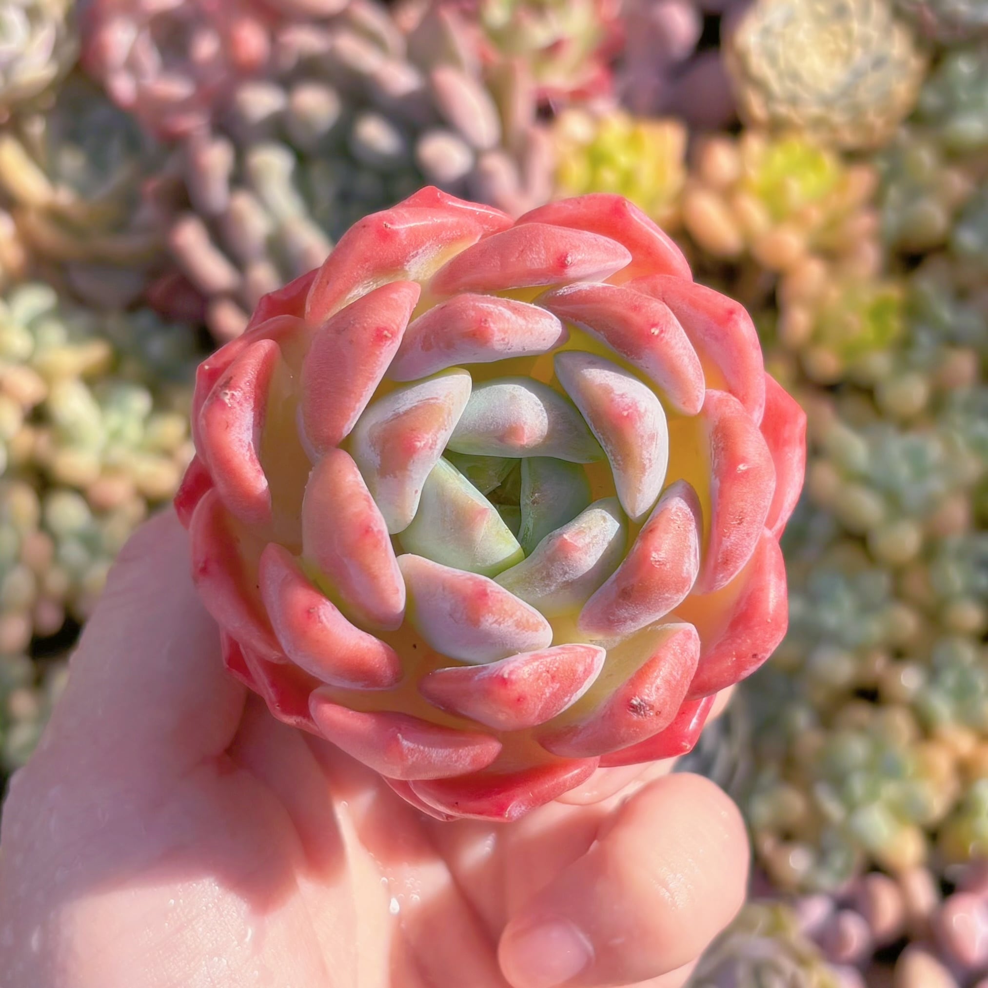 多肉植物　厚夢　新入荷　るる農園