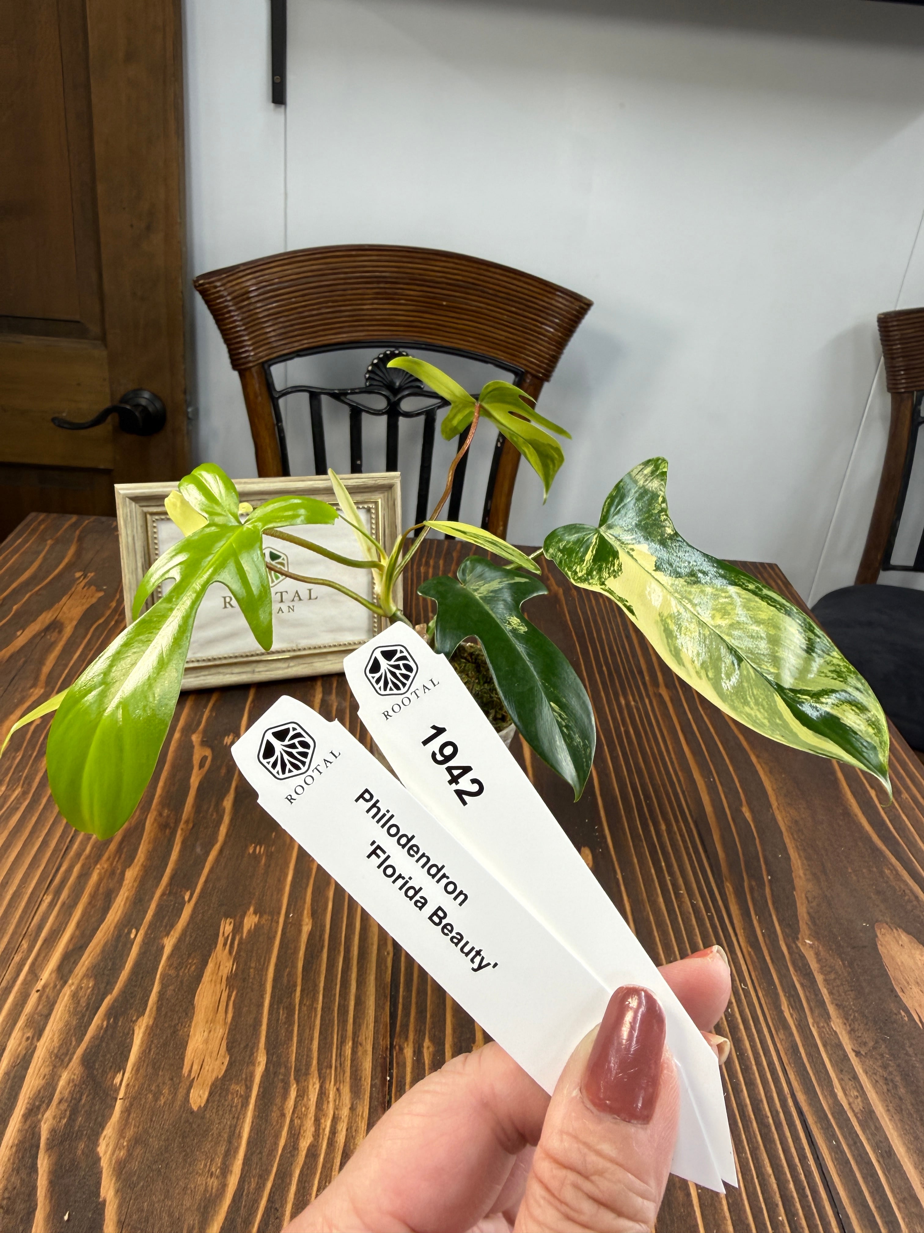 フィロデンドロン | ROOTALPLANTS