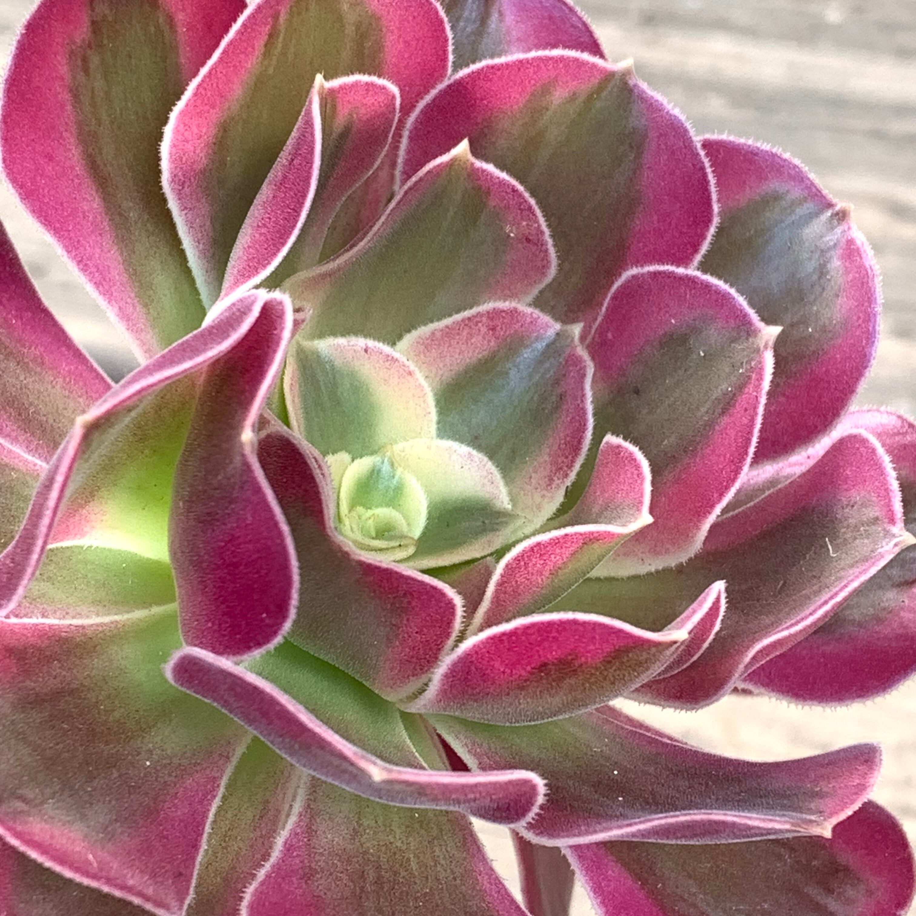 メデューサ(アエオニウム) | RuPo 多肉植物専門店