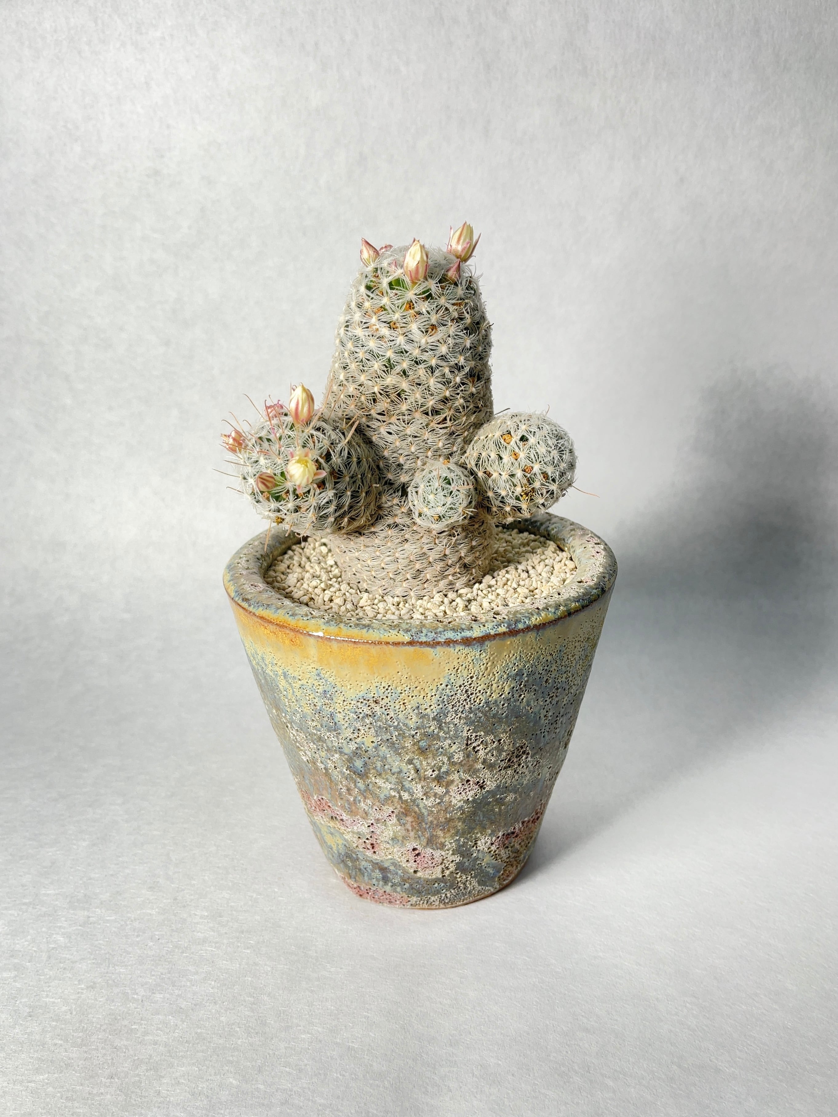 マミラリア・デュエイ | trigger